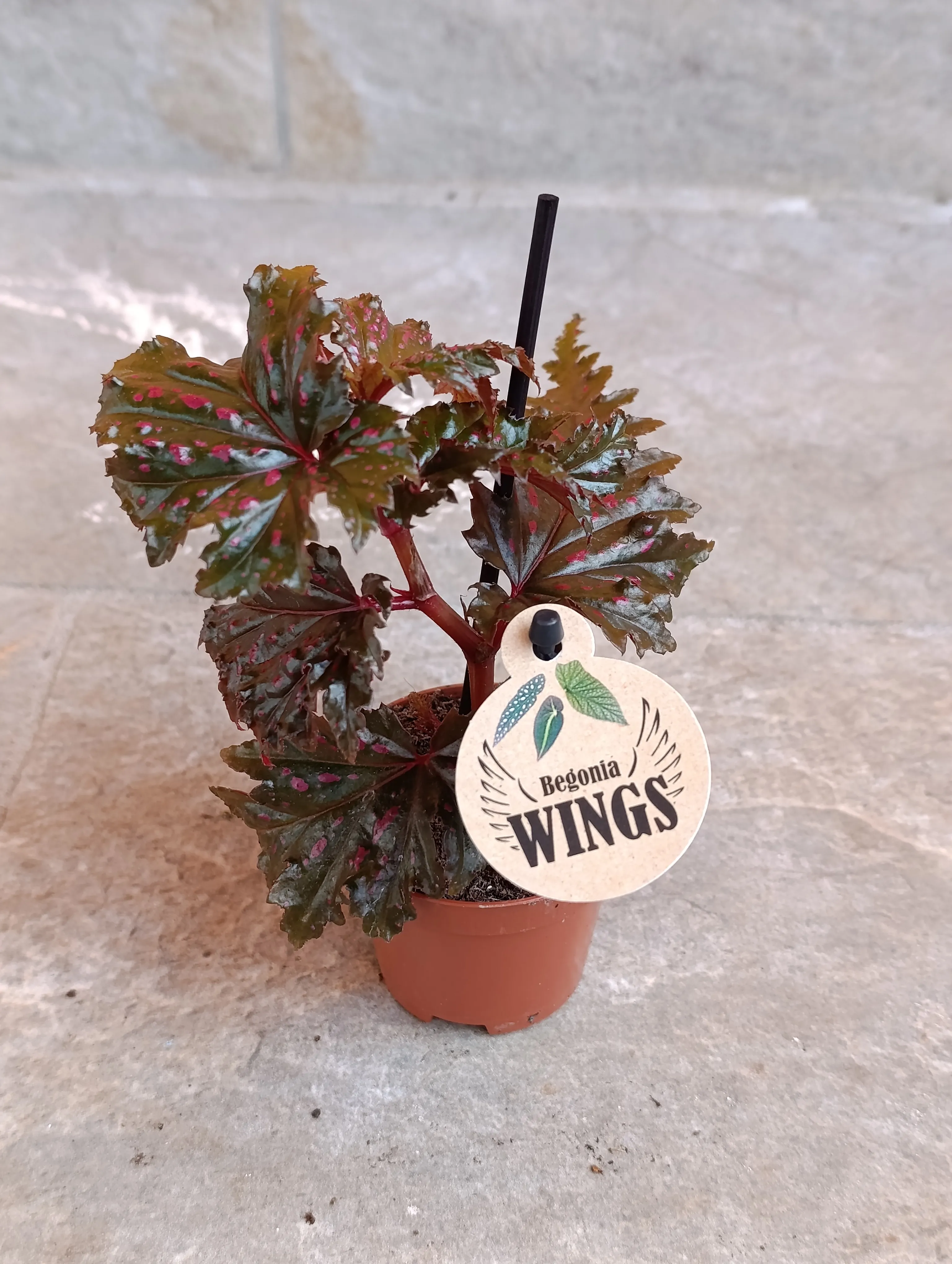 Begonia Serratipetala