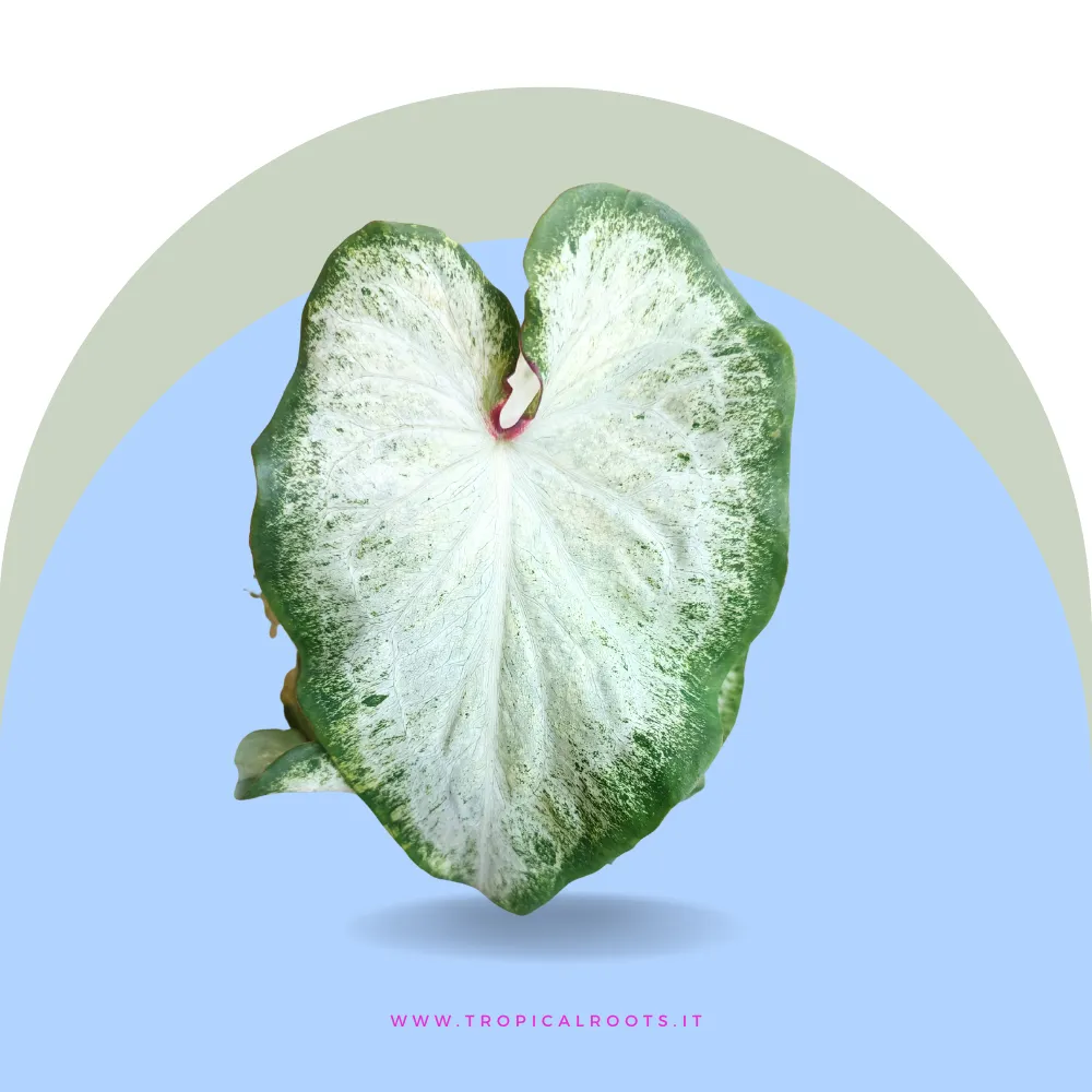 Caladium Peppermint