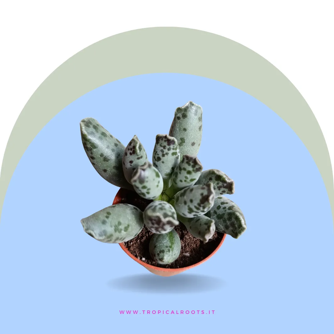 Adromischus cooperi