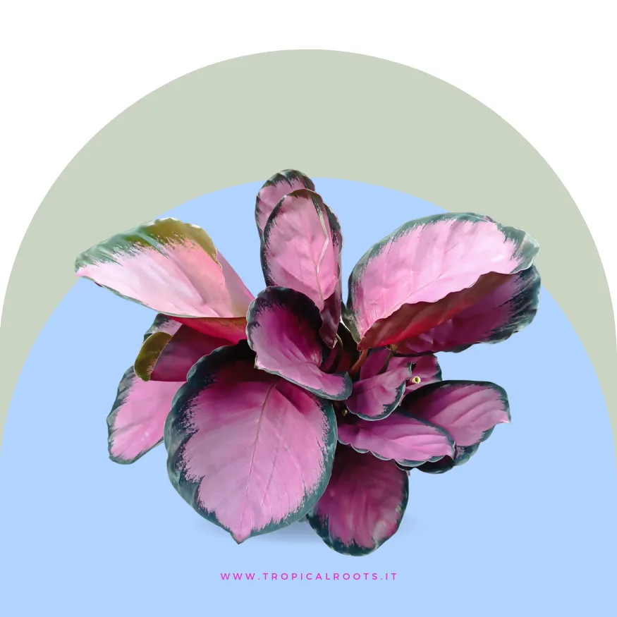 Calathea roseopicta rosy
