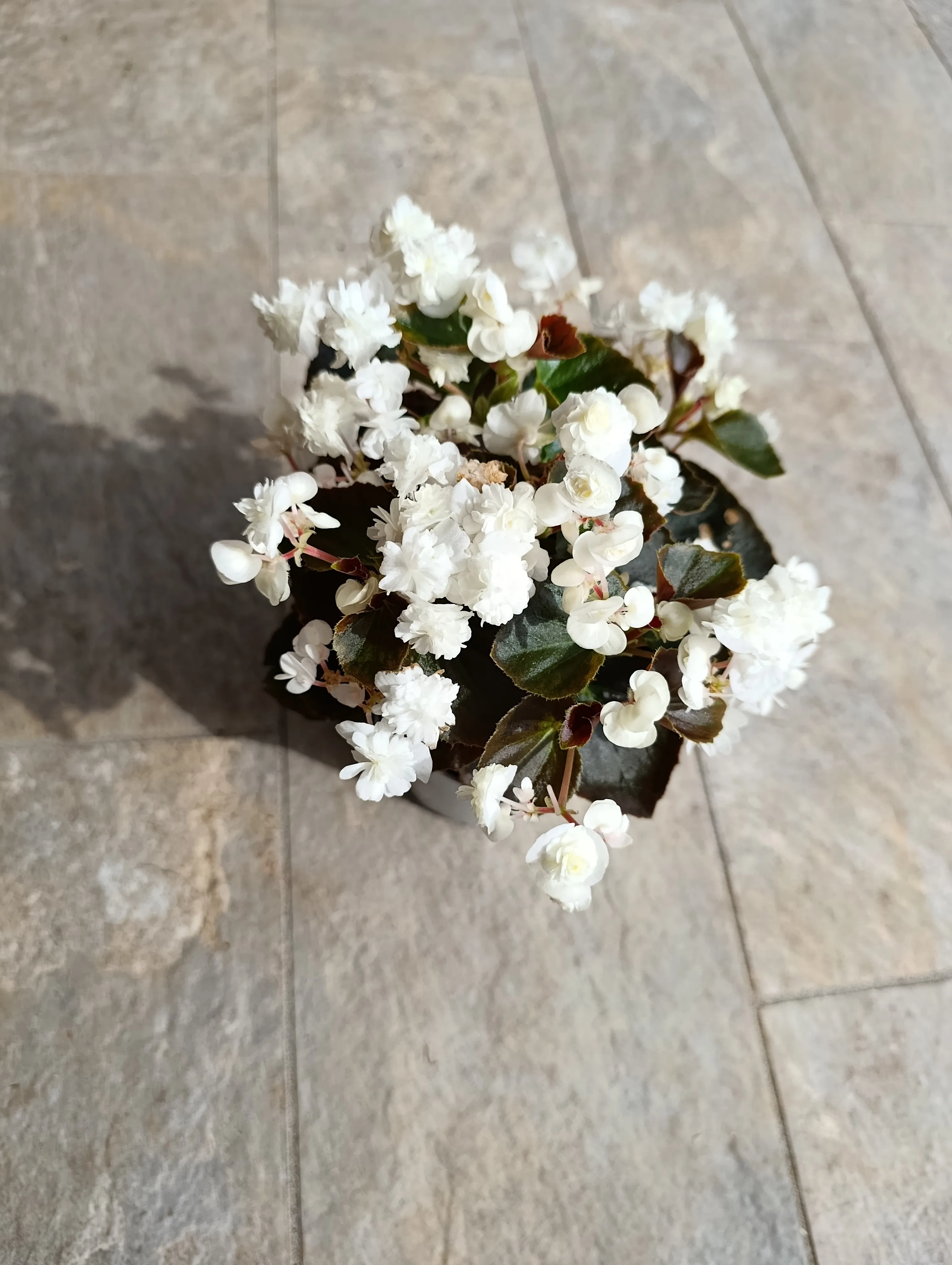 Doublet White Begonia