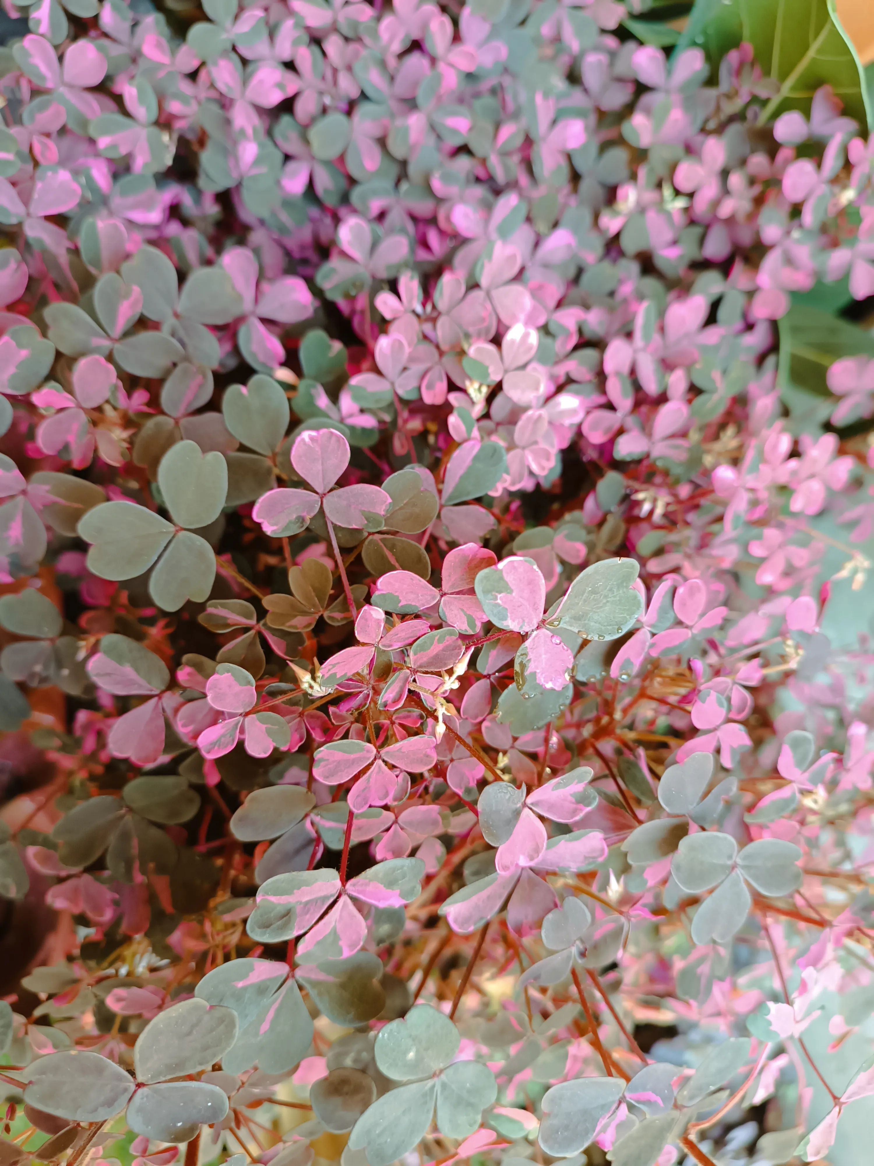 Oxalis Vulcanicola Pink Grande