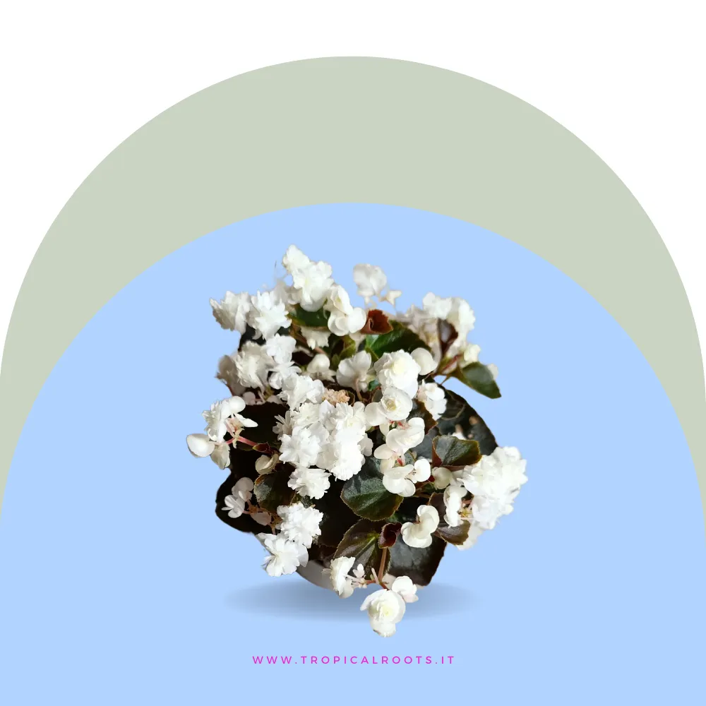 Doublet White Begonia