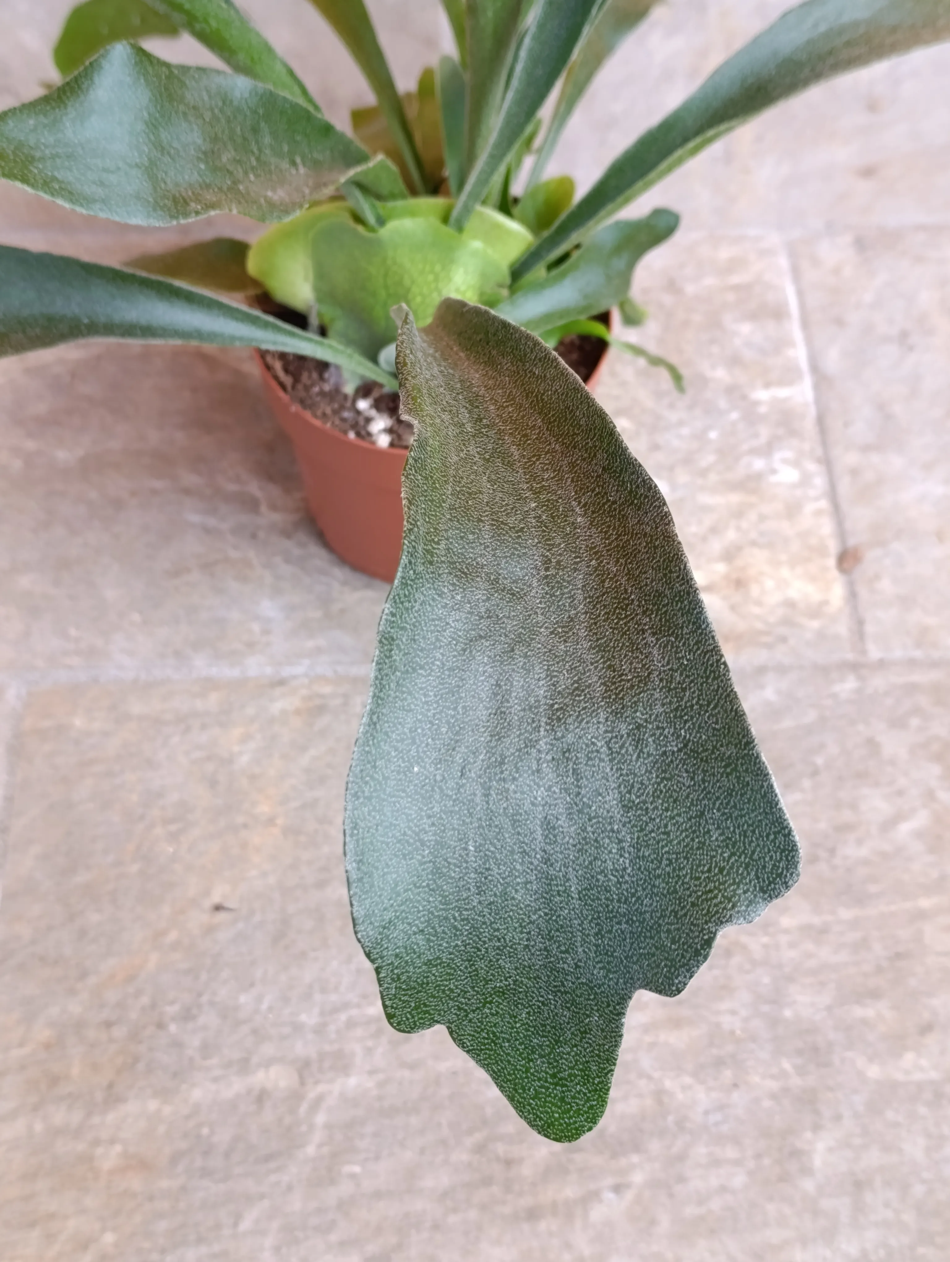 Platycerium Biforcatum