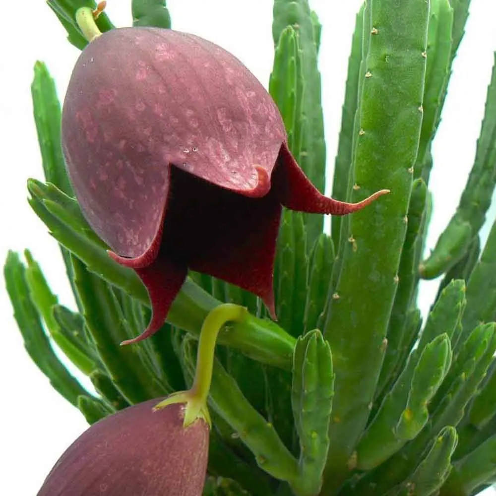 Stapelia leendertziae