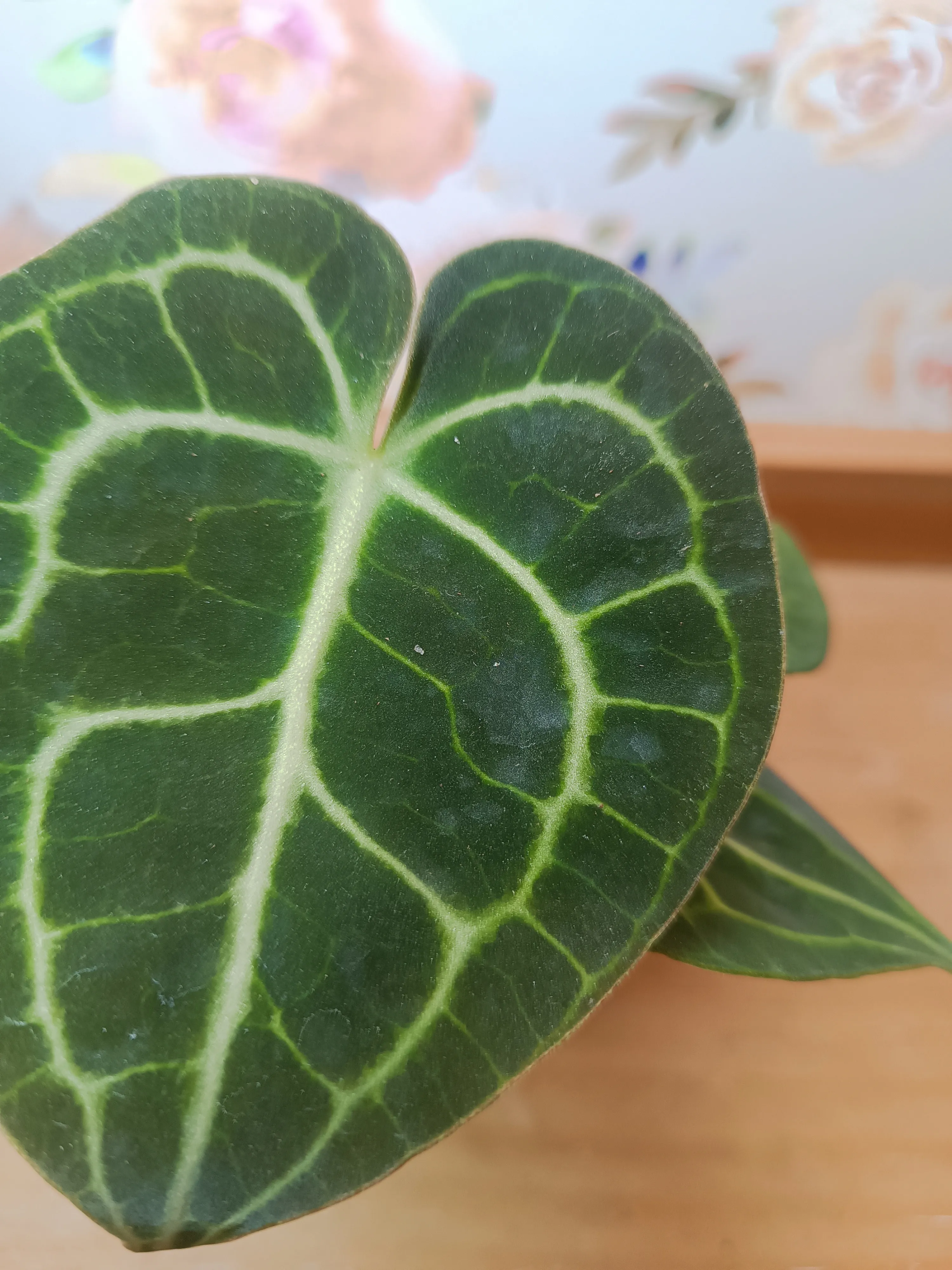 Anthurium Clarinervium