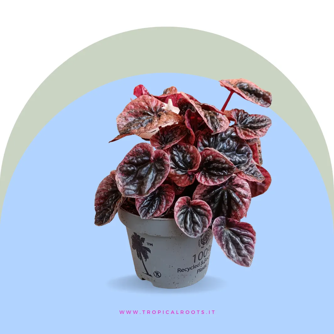 Peperomia caperata Abricos
