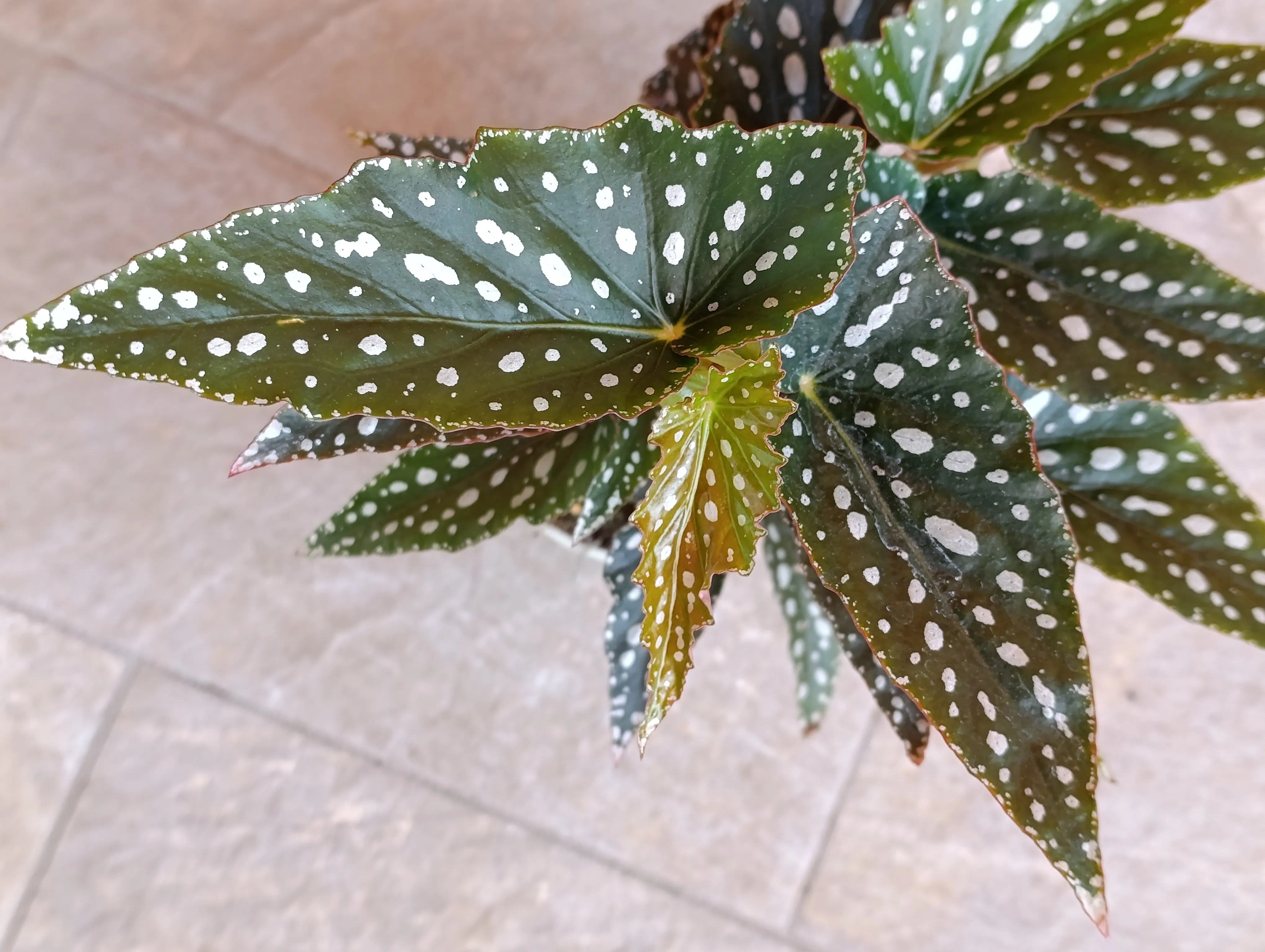 Begonia Maculata Grande