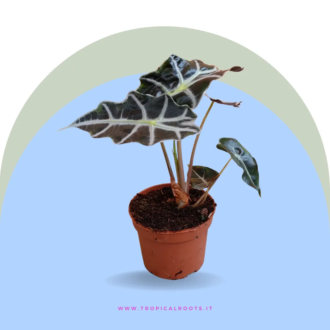 Alocasia Amazzonica 