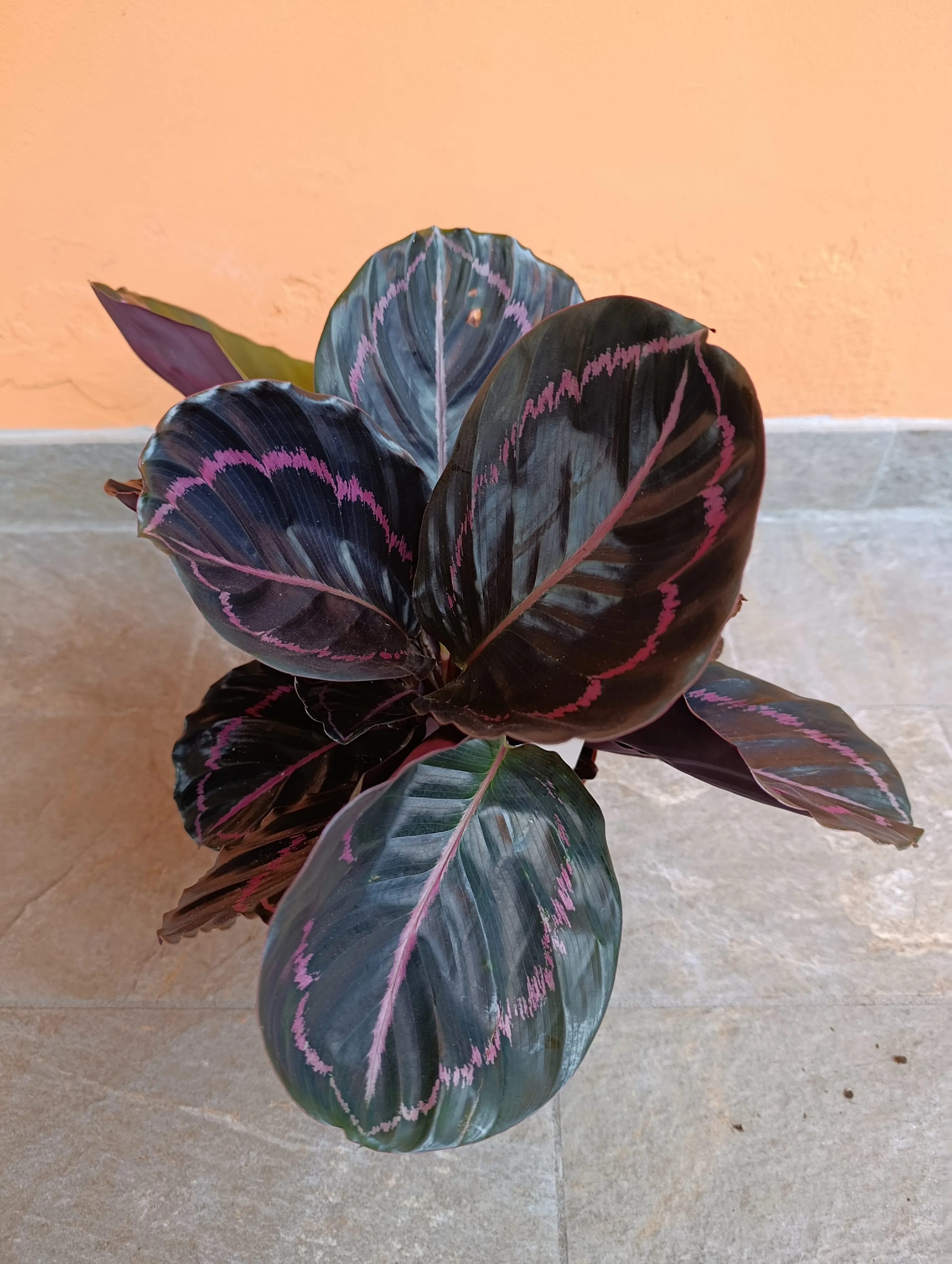 Calathea roseopicta 'Dottie'