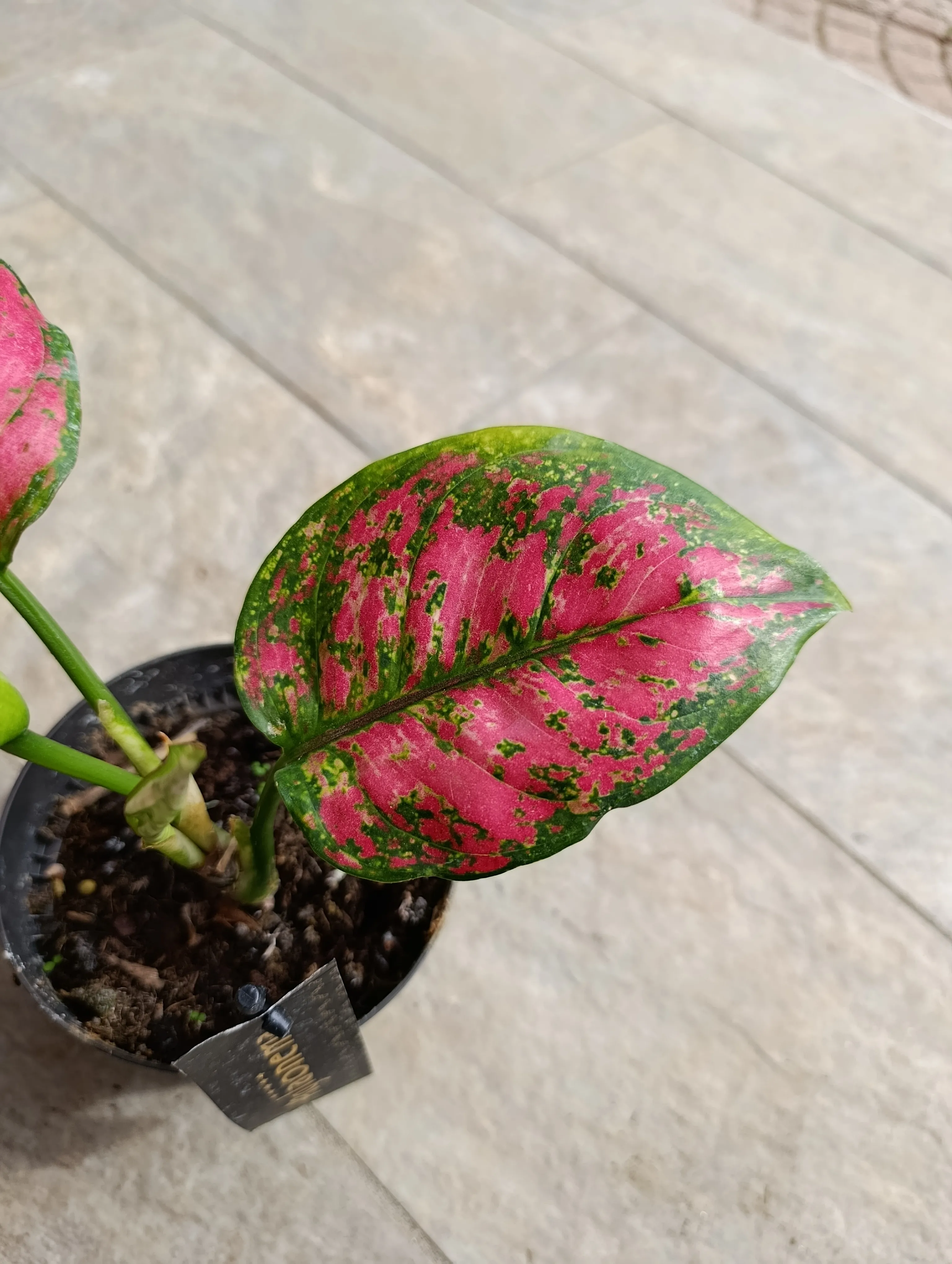 Aglaonema Pink Elegance