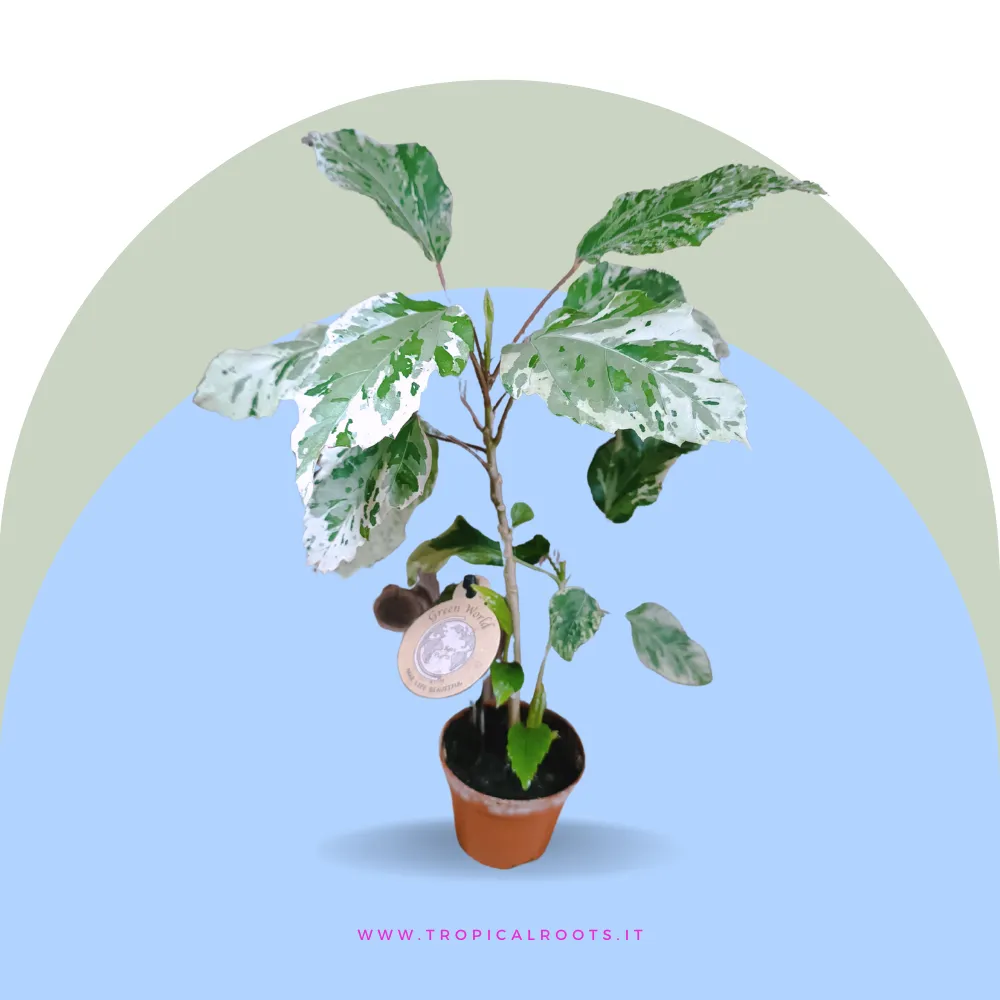 Hibiscus rosa-sinensis 'Cooperi Rose Flake'