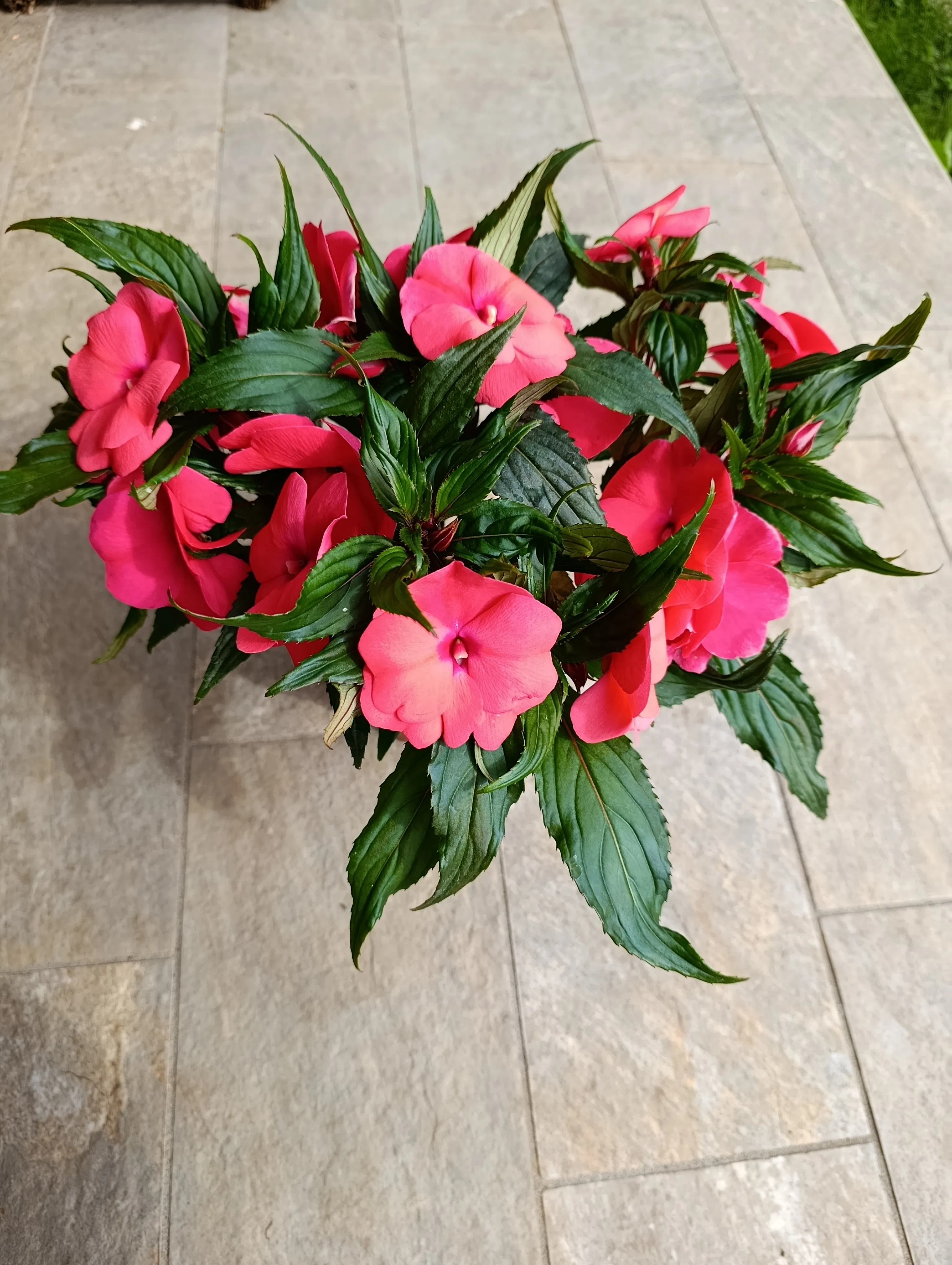 Impatiens Nuova Guinea red
