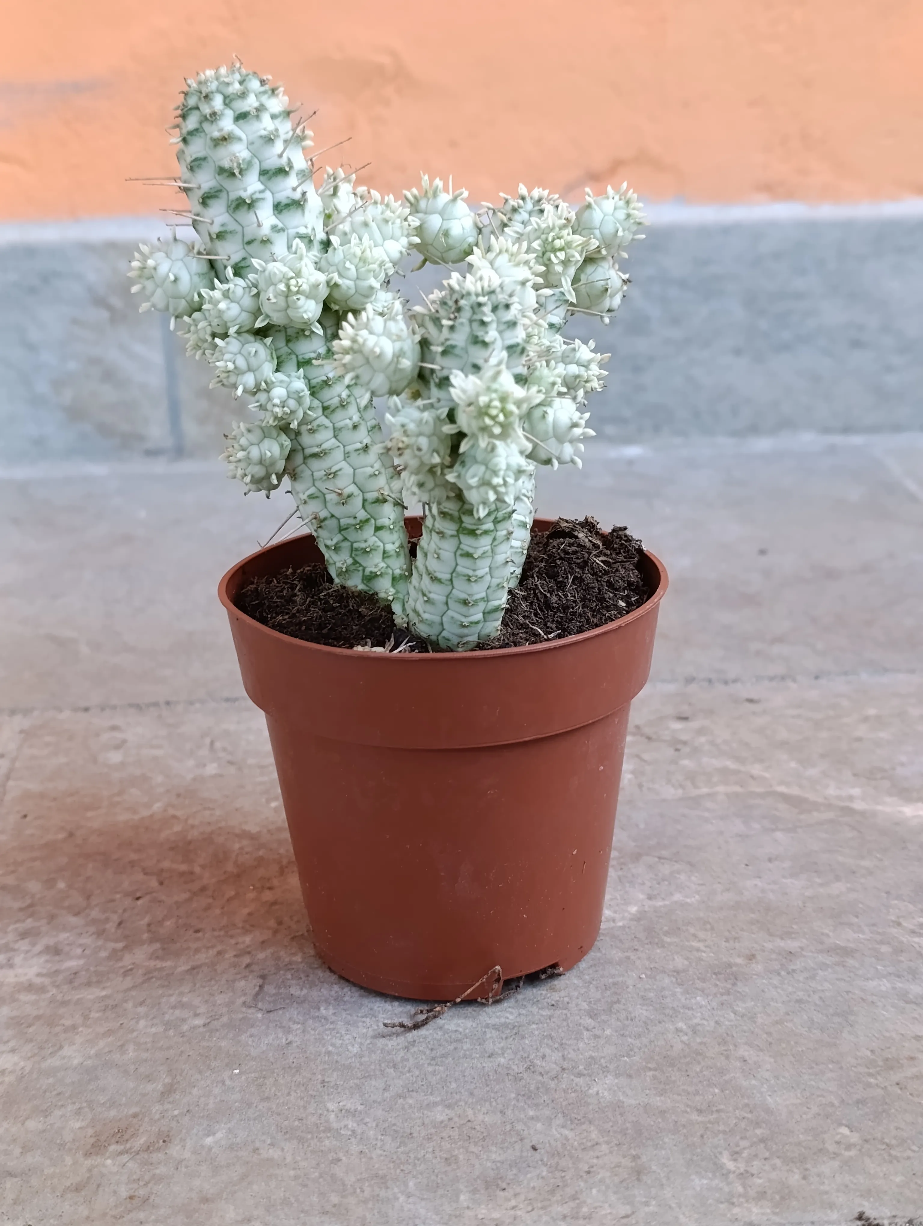 Euphorbia mammillaris