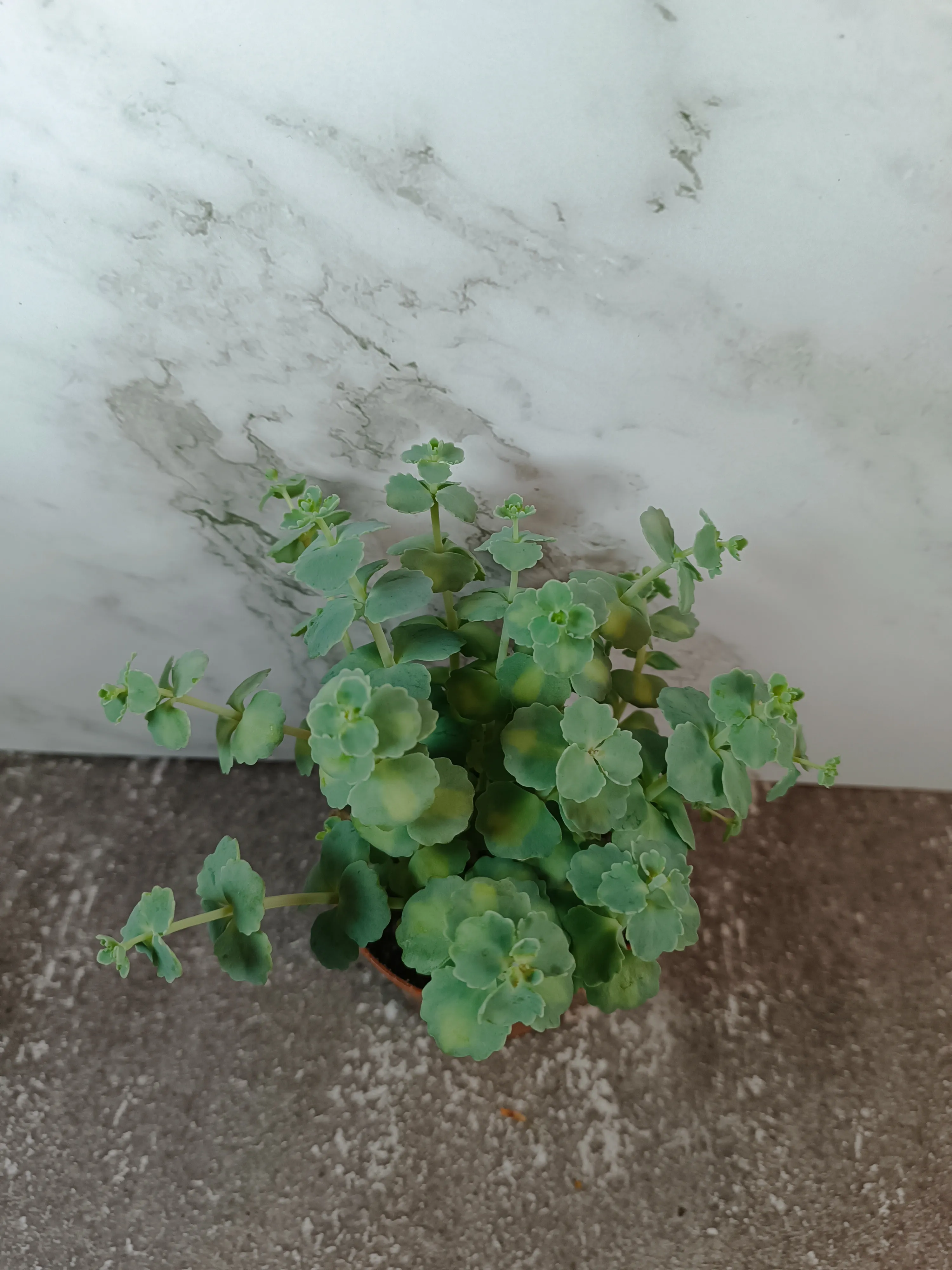 Sedum sieboldii Teresina