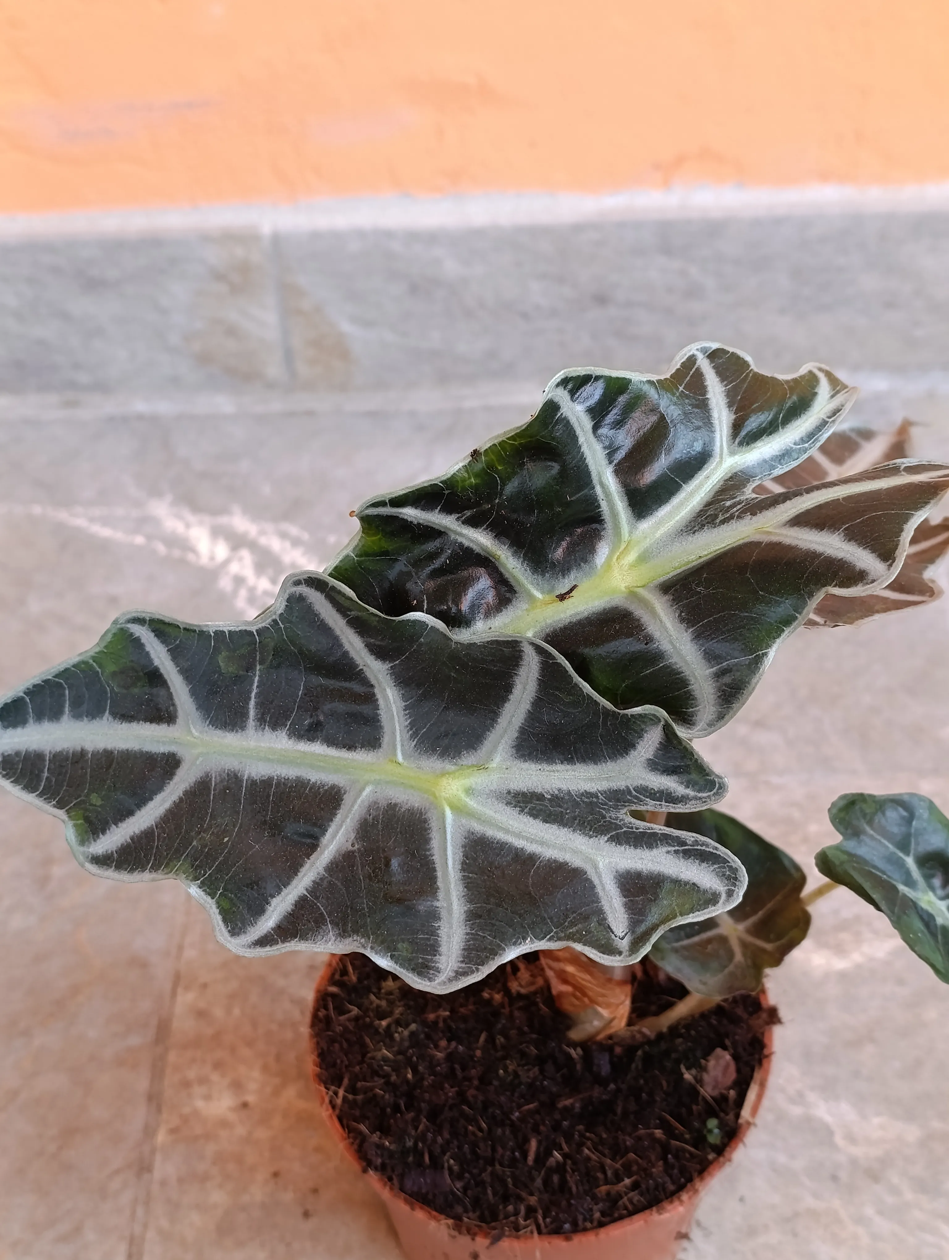 Alocasia Amazzonica
