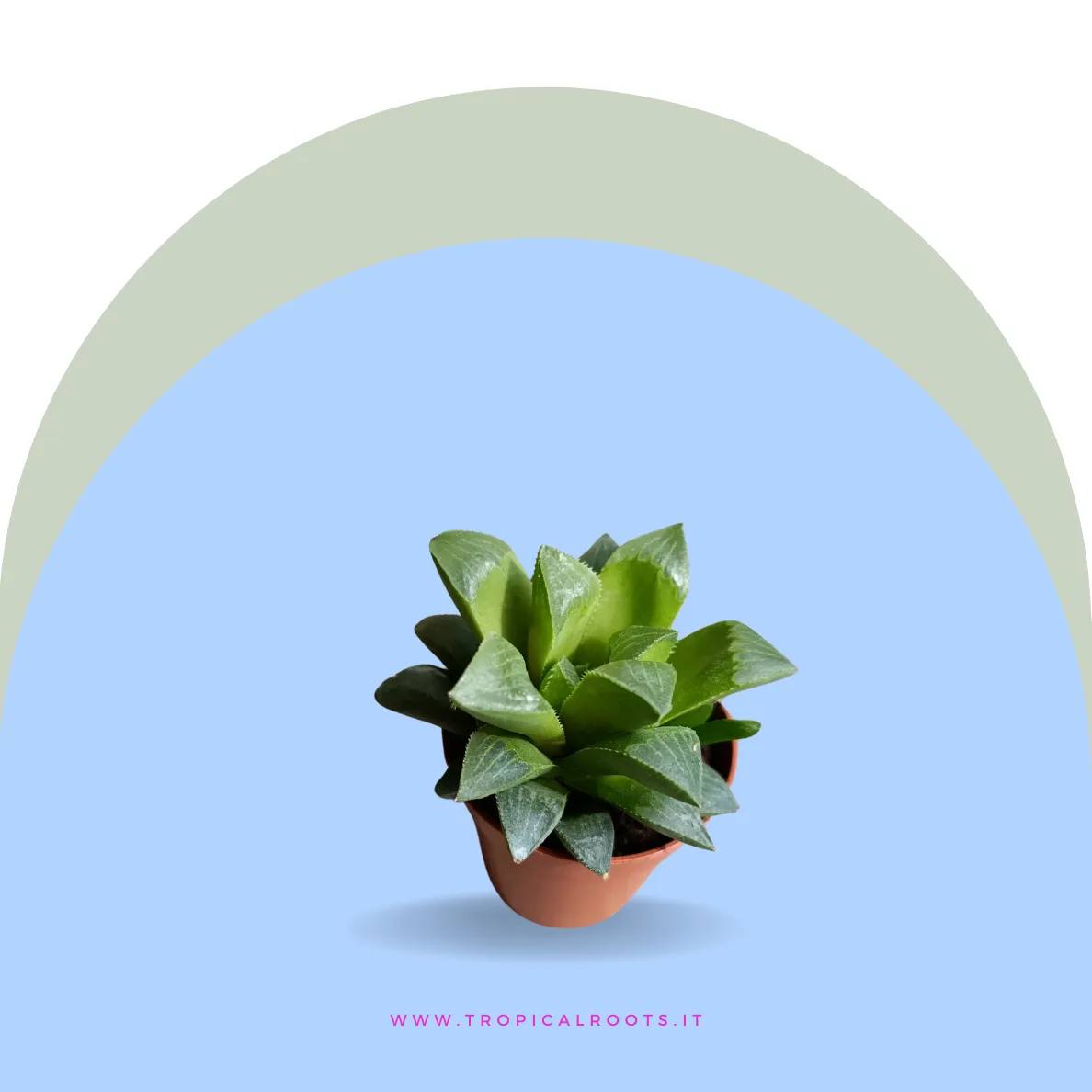 Haworthia mirabilis