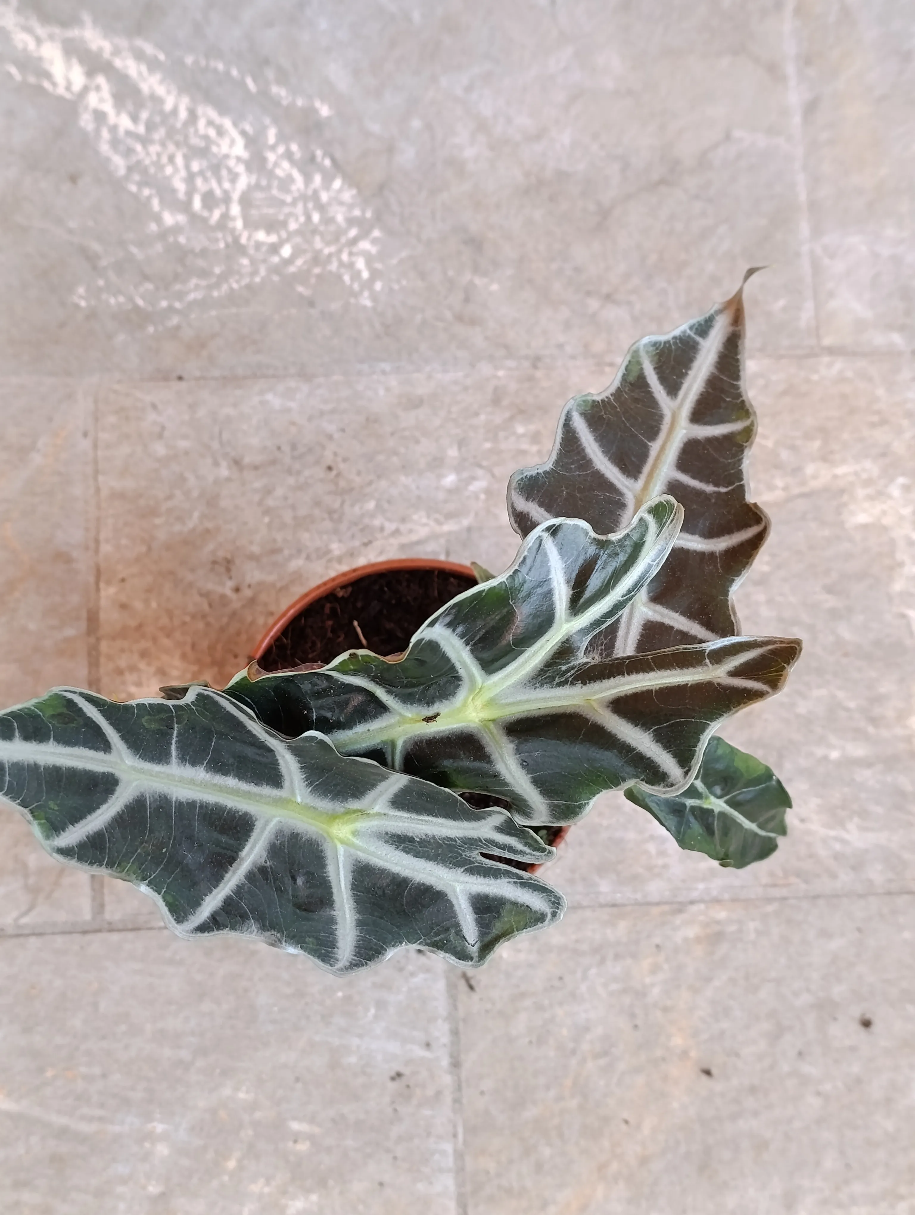 Alocasia Amazzonica