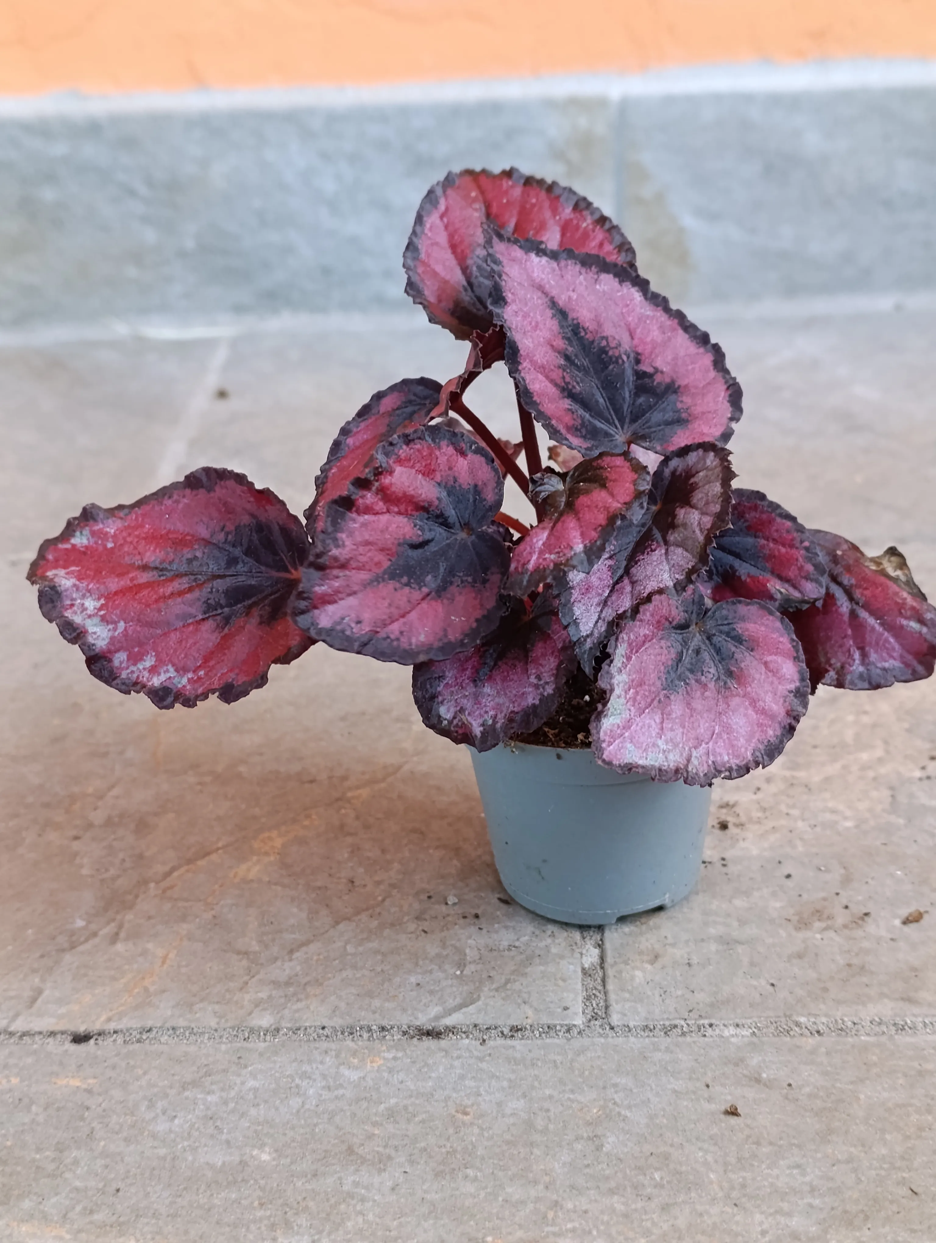 Begonia inca night baby