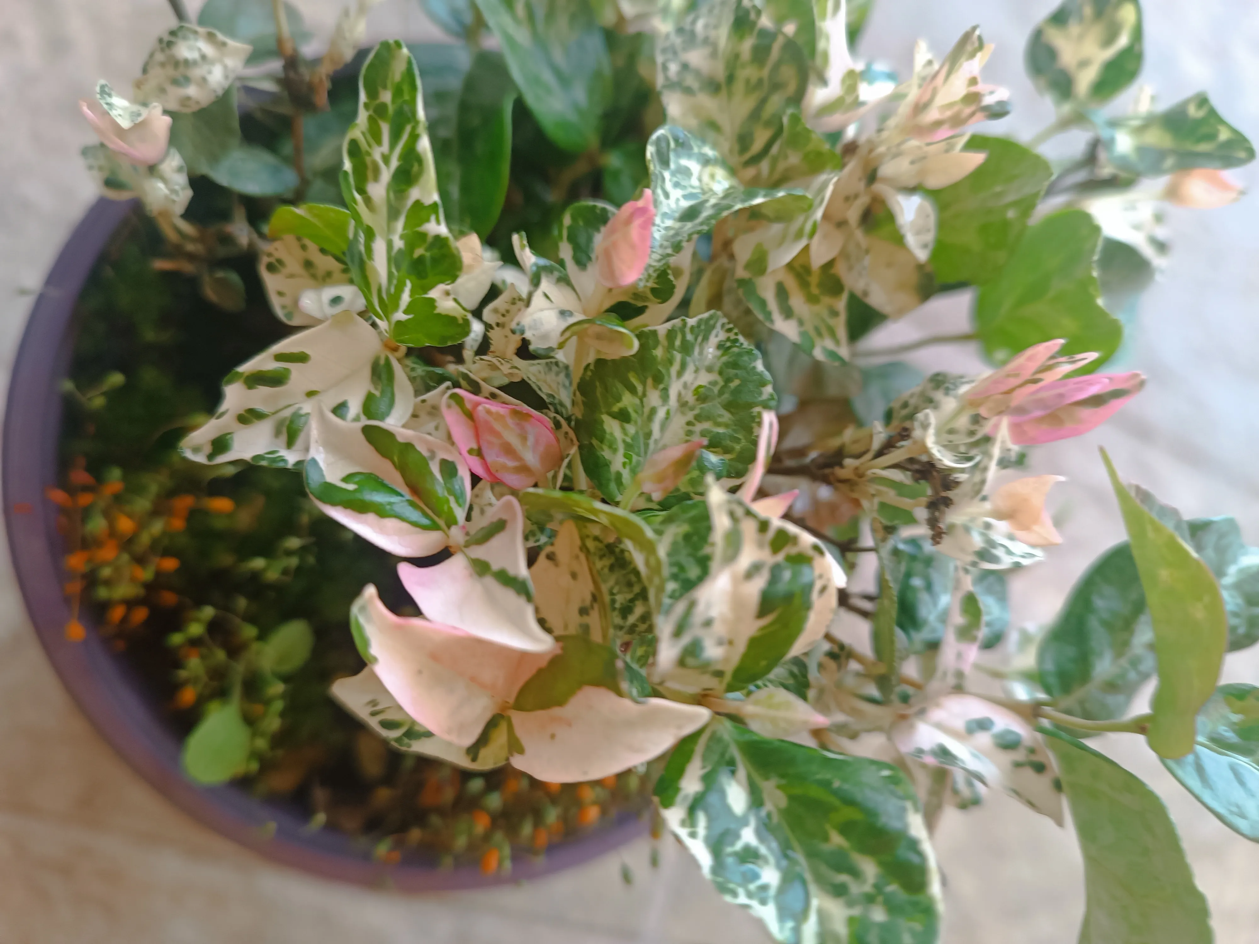 Trachelospermum asiaticum “Theta”