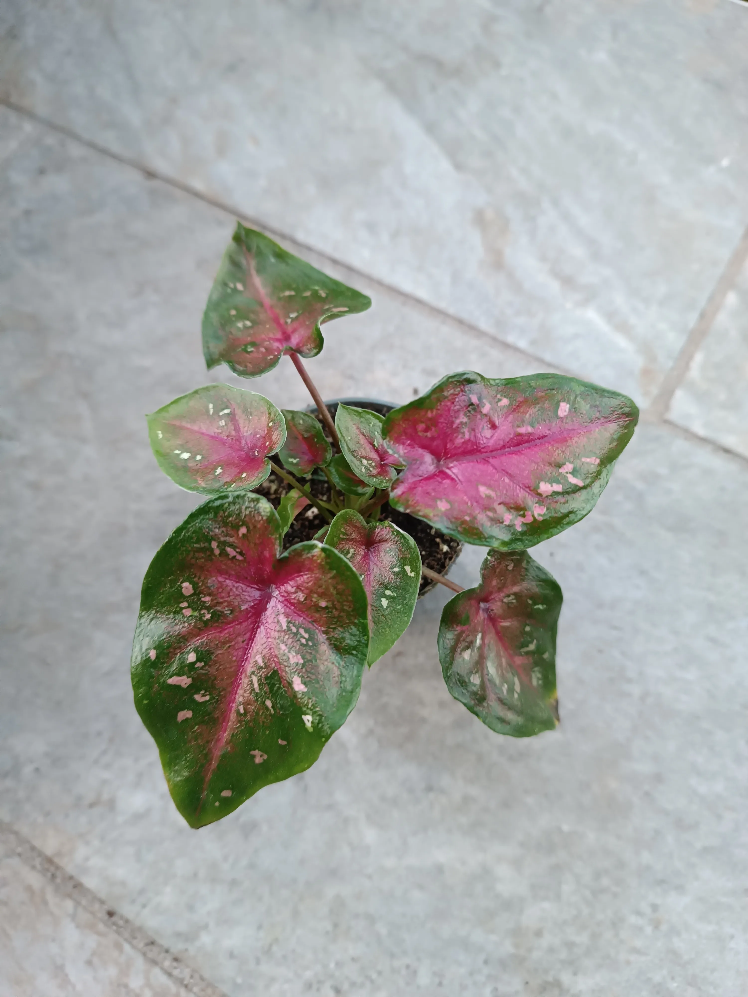 Caladium Casey