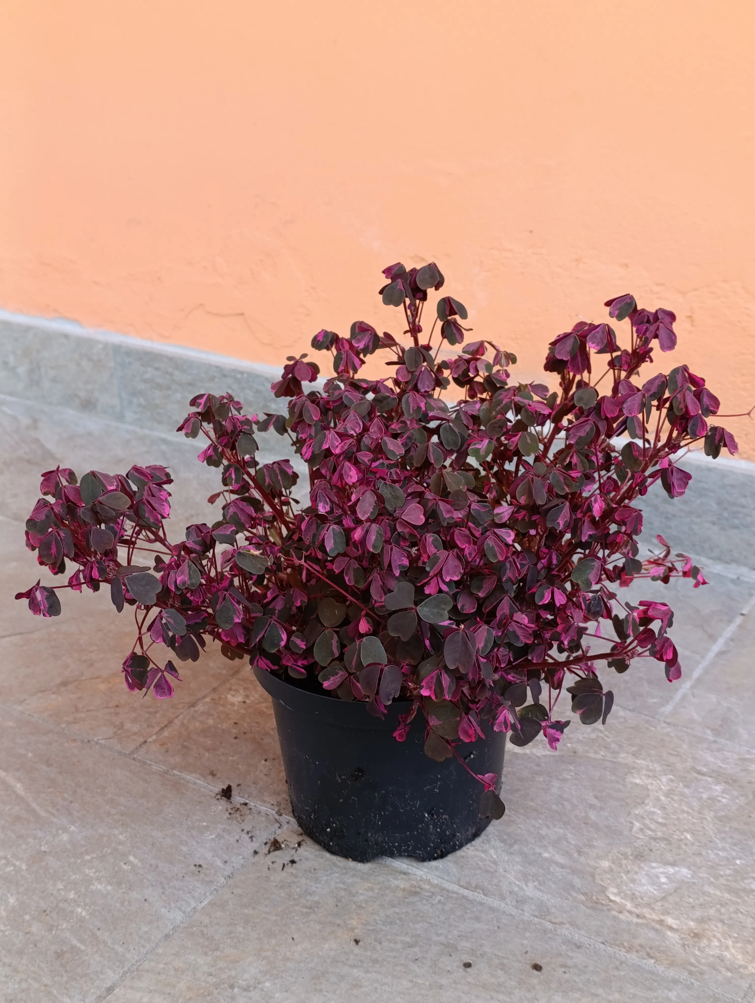 Oxalis Vulcanicola Pink Grande