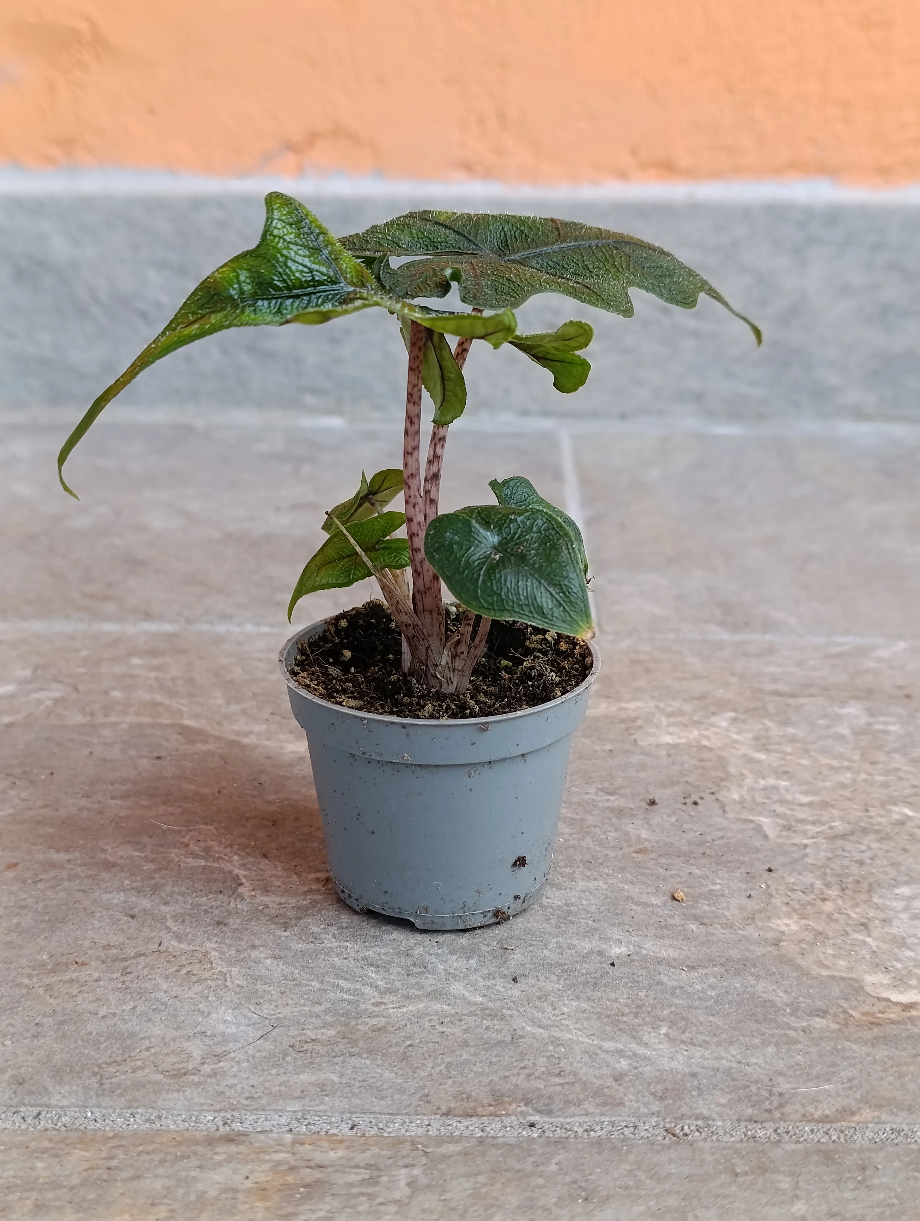 Alocasia Jacklin