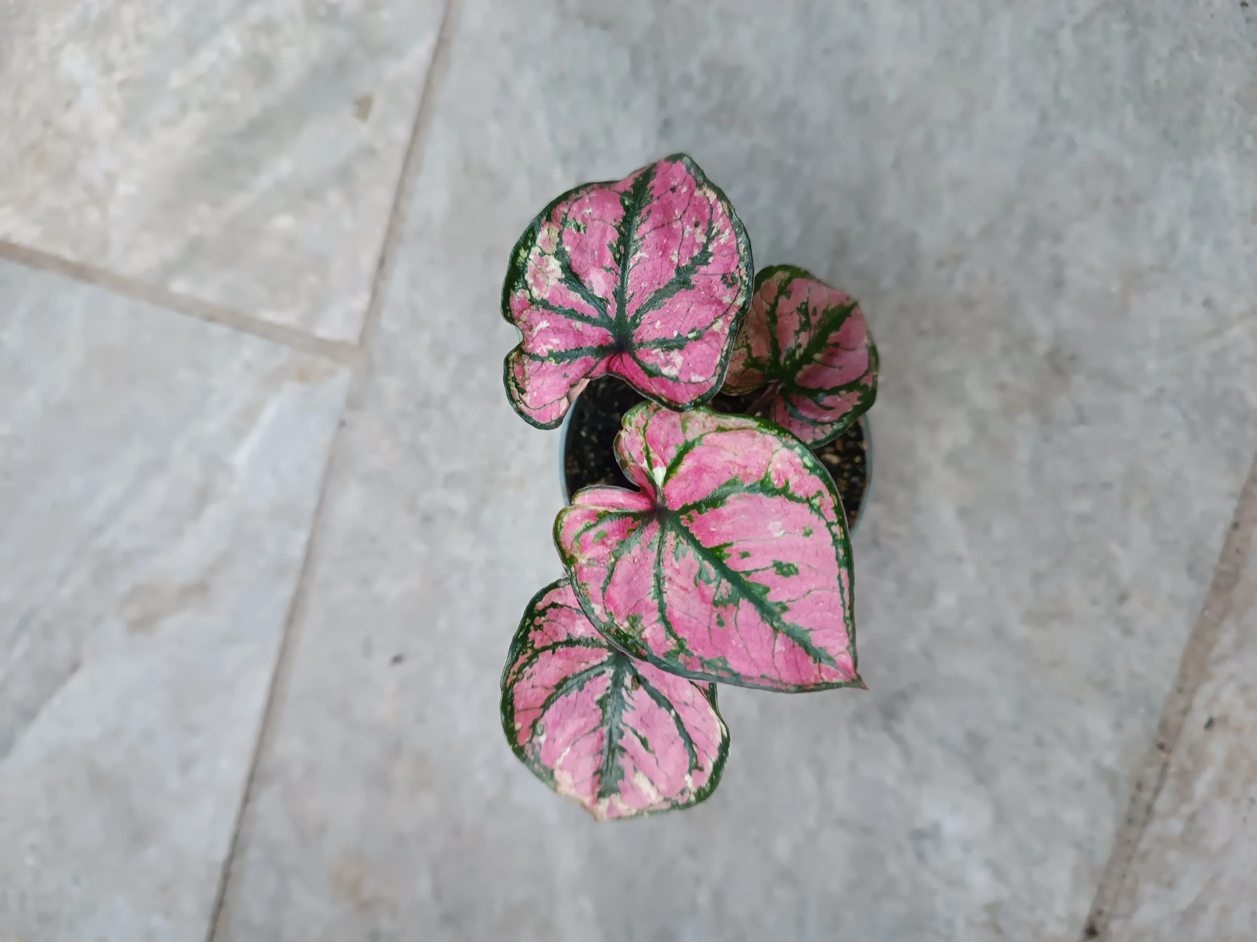 Caladium Purple Light