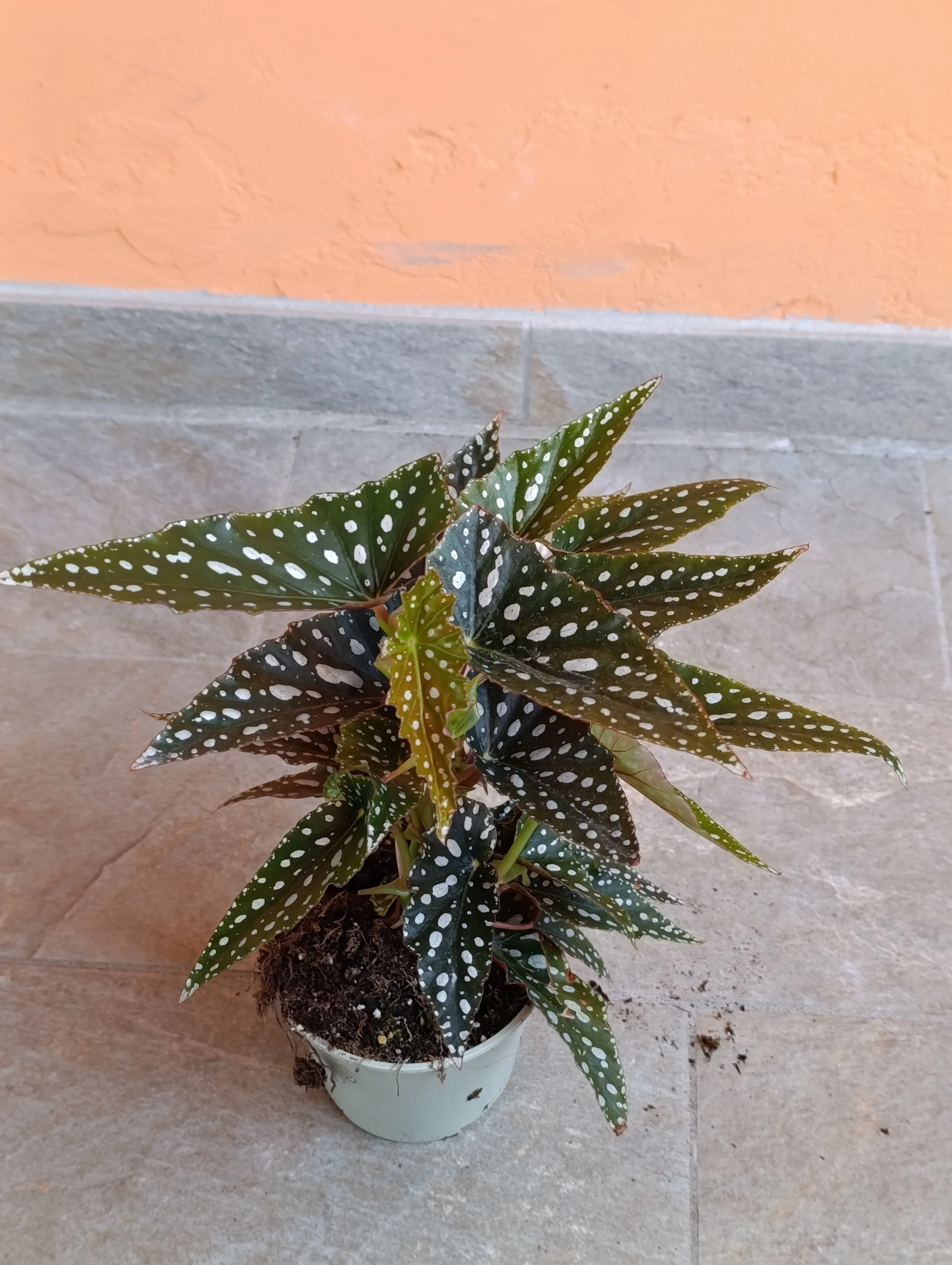Begonia Maculata Grande
