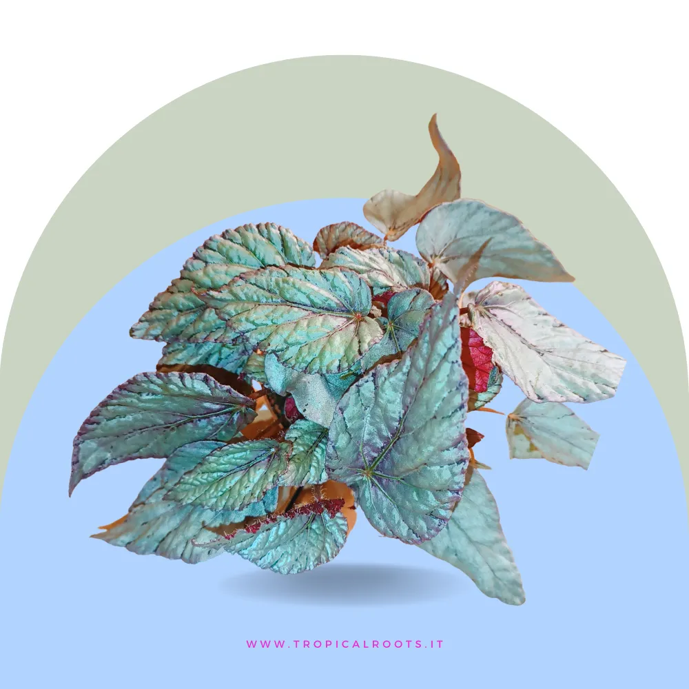 Begonia 'Artic breeze