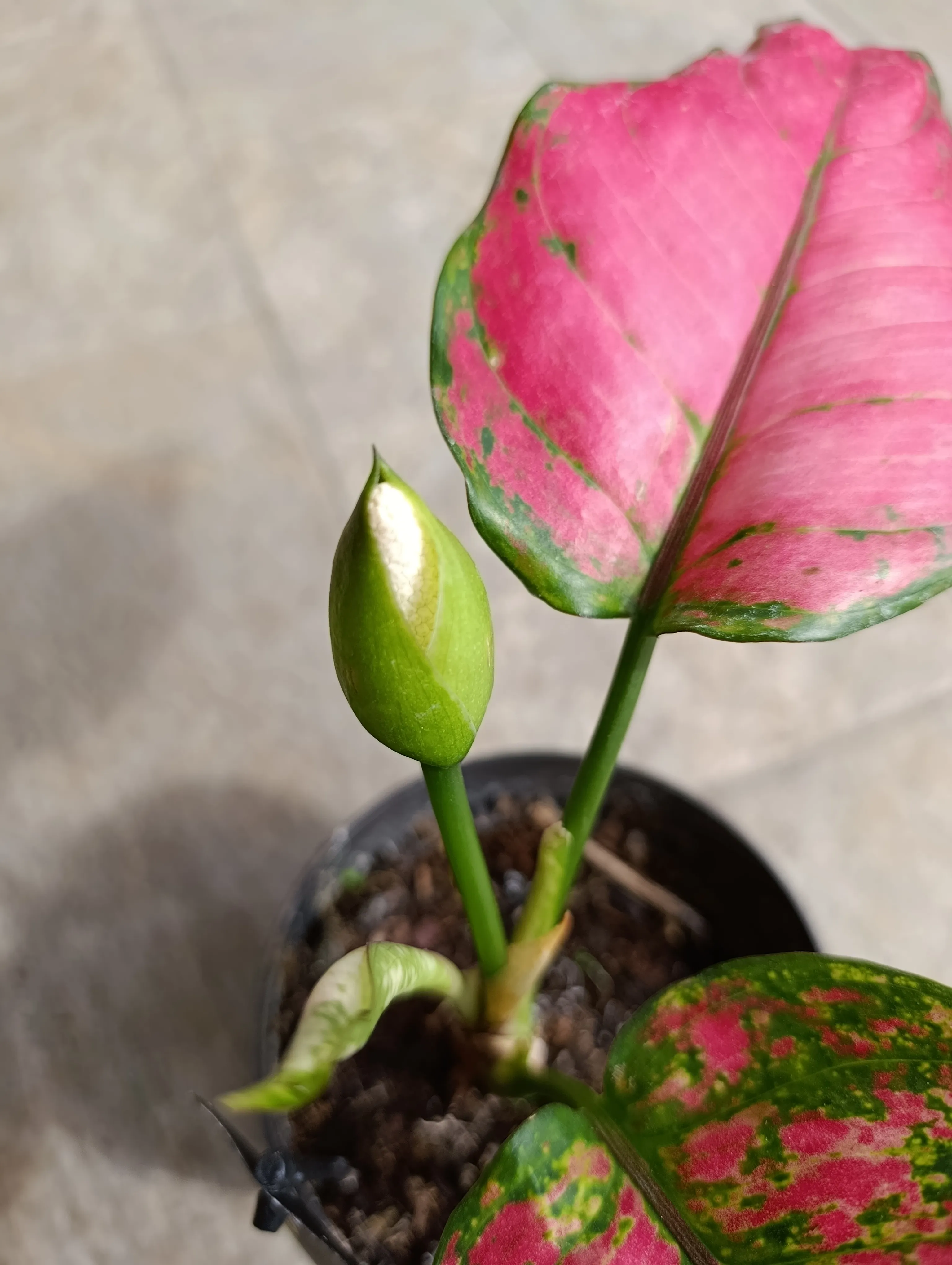 Aglaonema Pink Elegance
