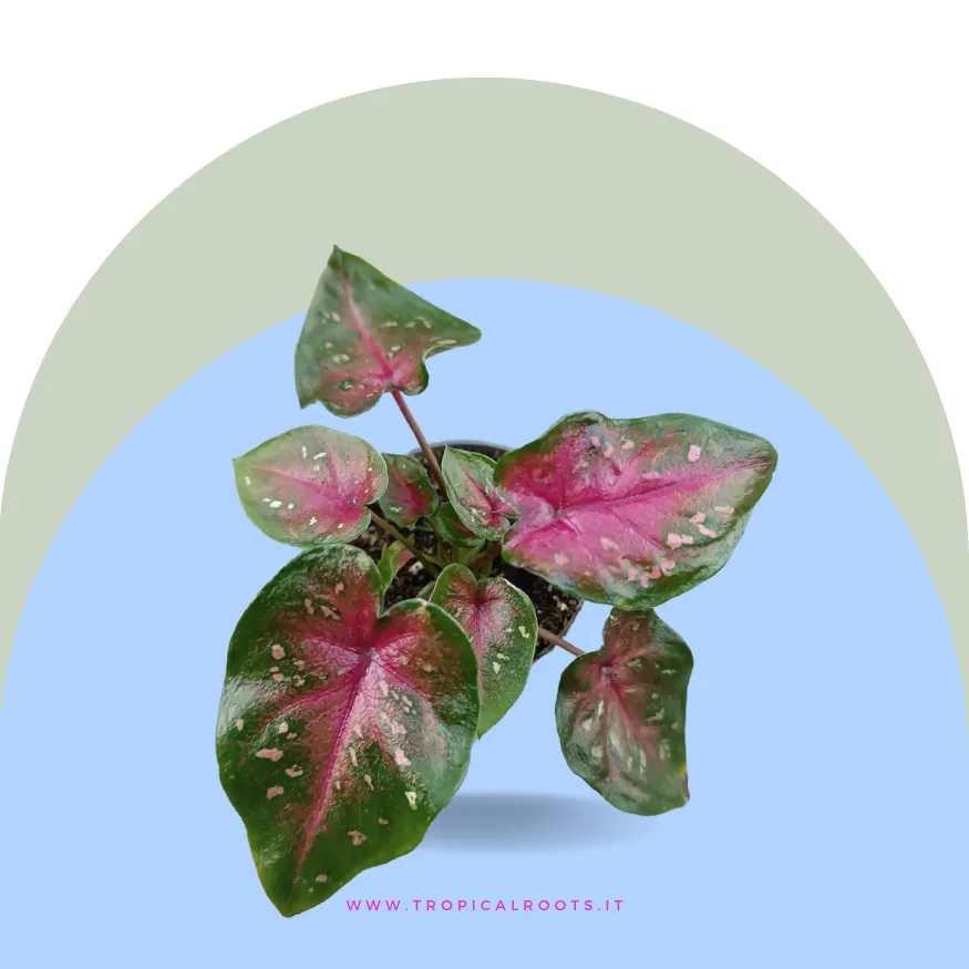 Caladium Casey