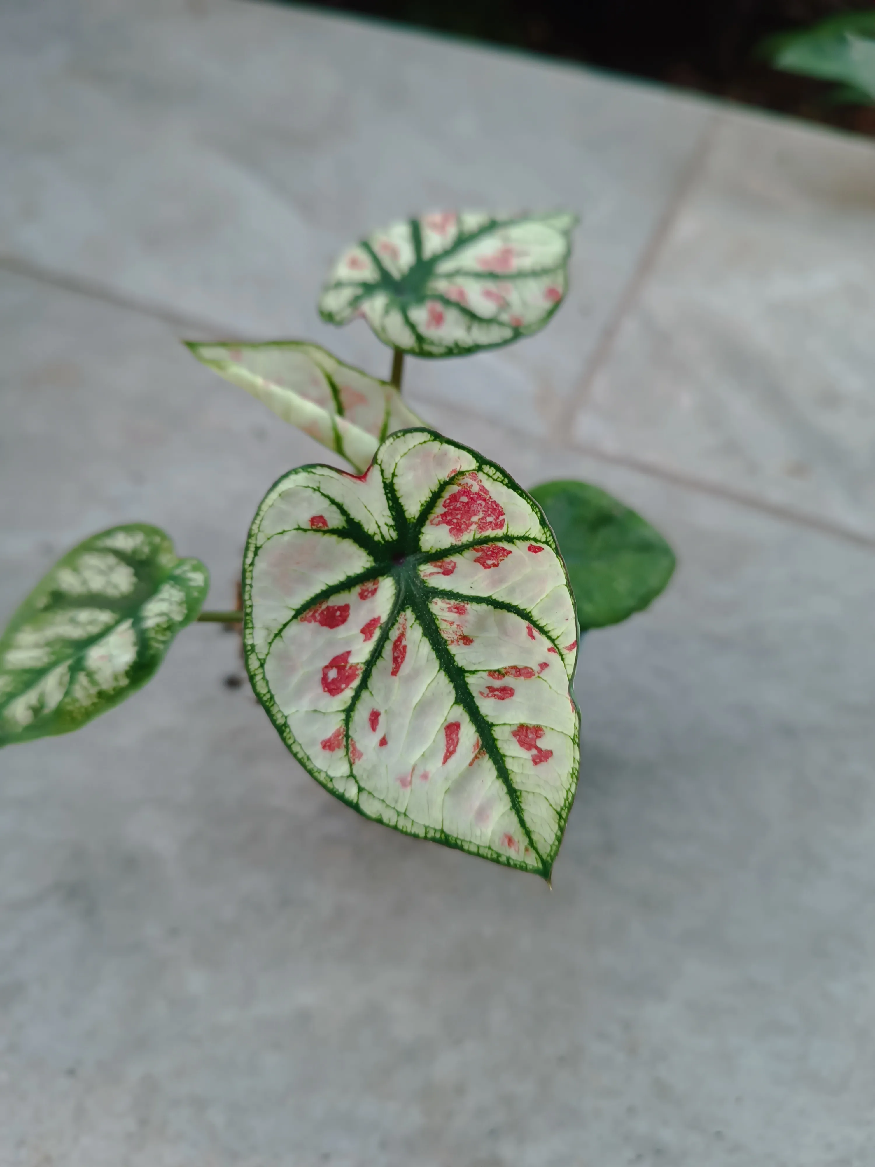 Caladium Strawberry Heart