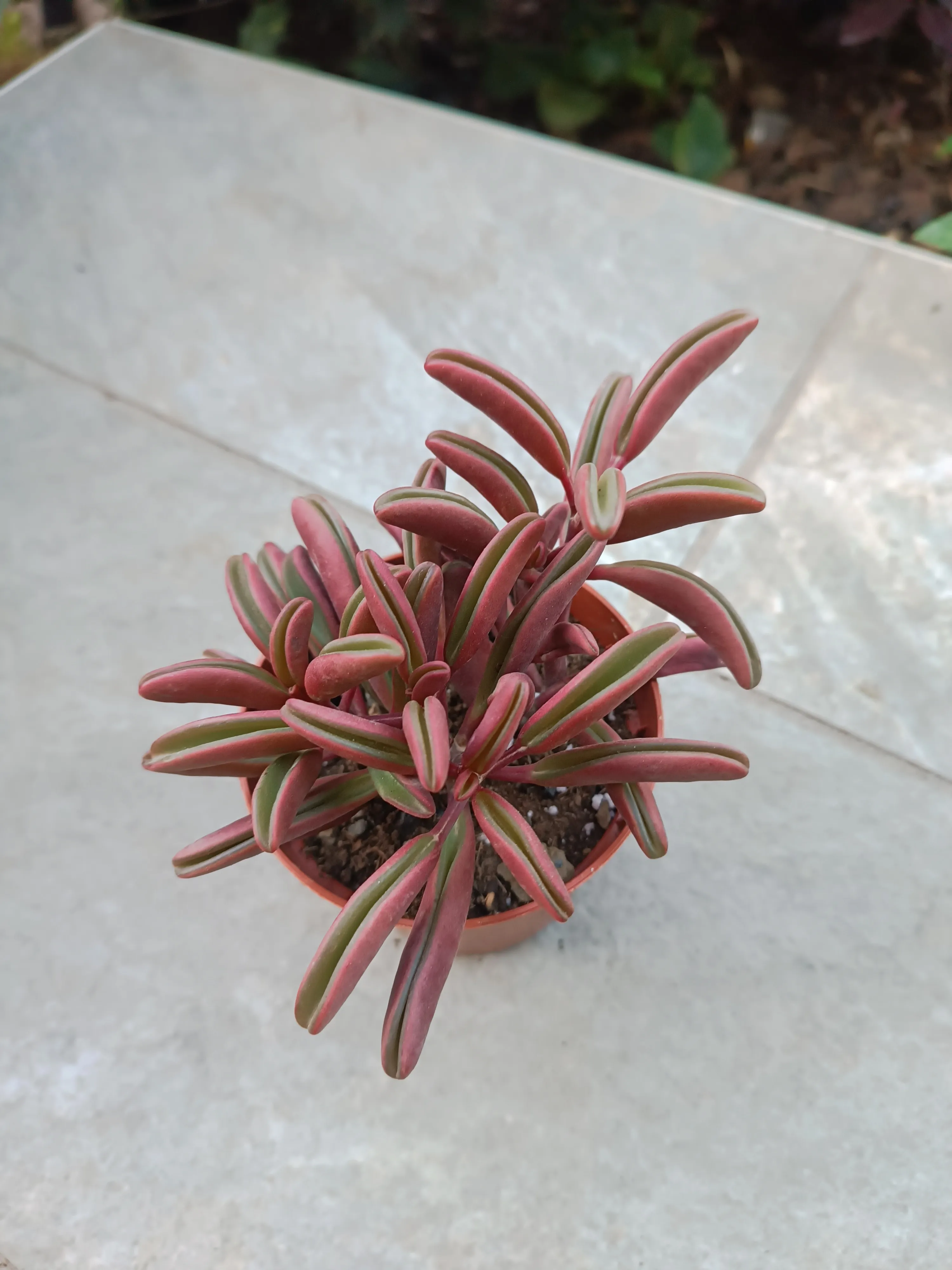 Peperomia graveolens