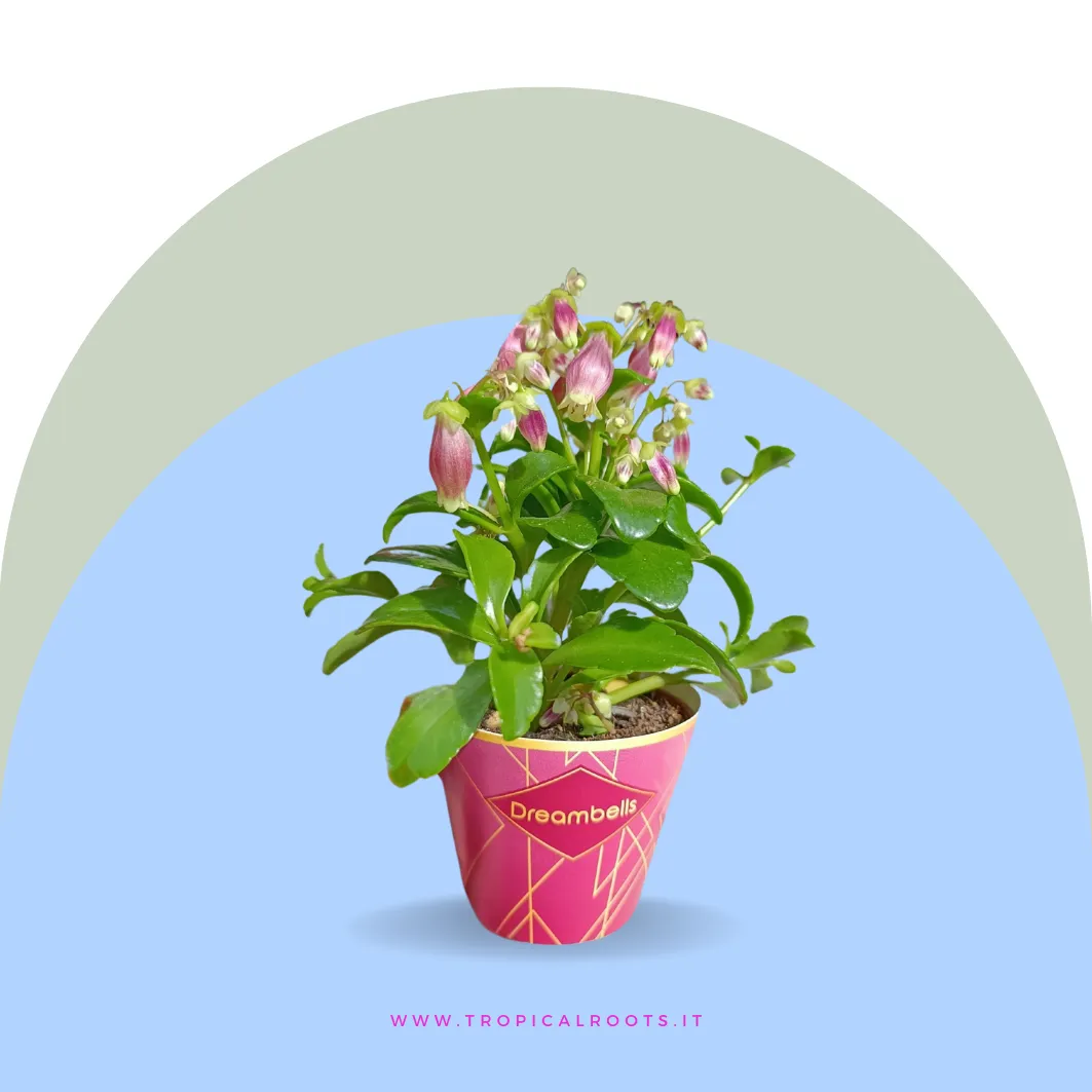 Kalanchoe porphyrocalyx