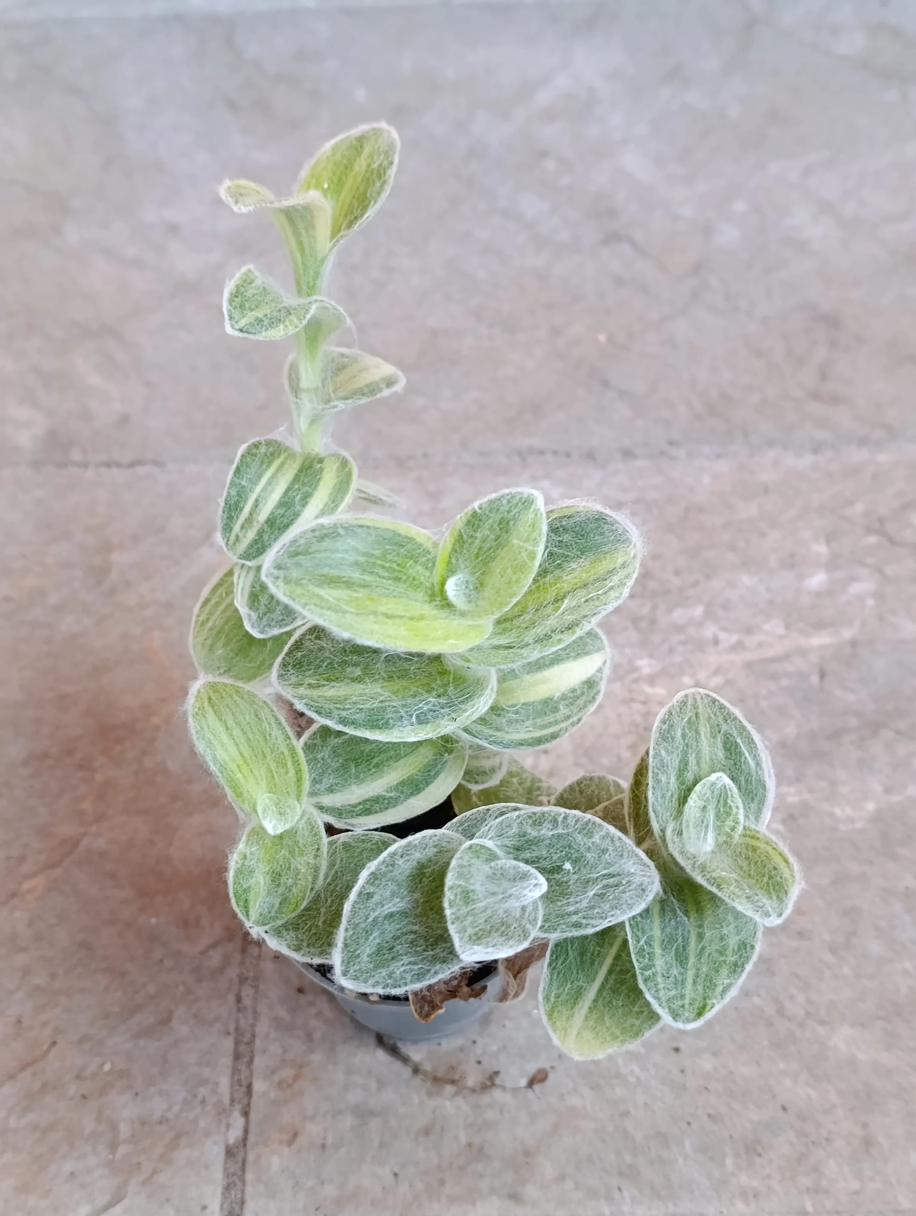Tradescantia sillamontana variegata baby