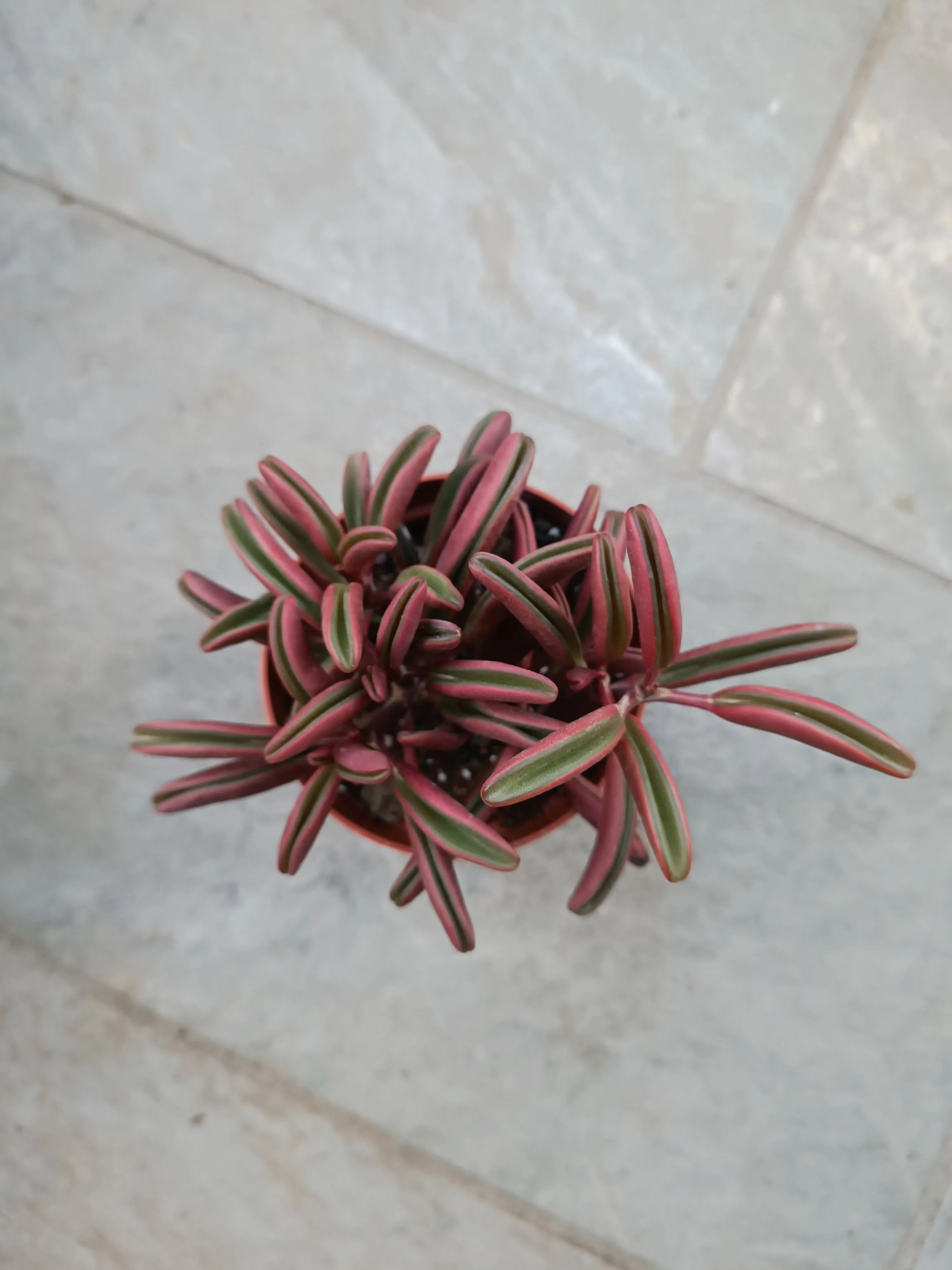 Peperomia graveolens