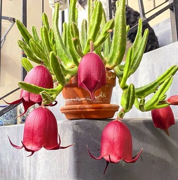 Stapelia leendertziae
