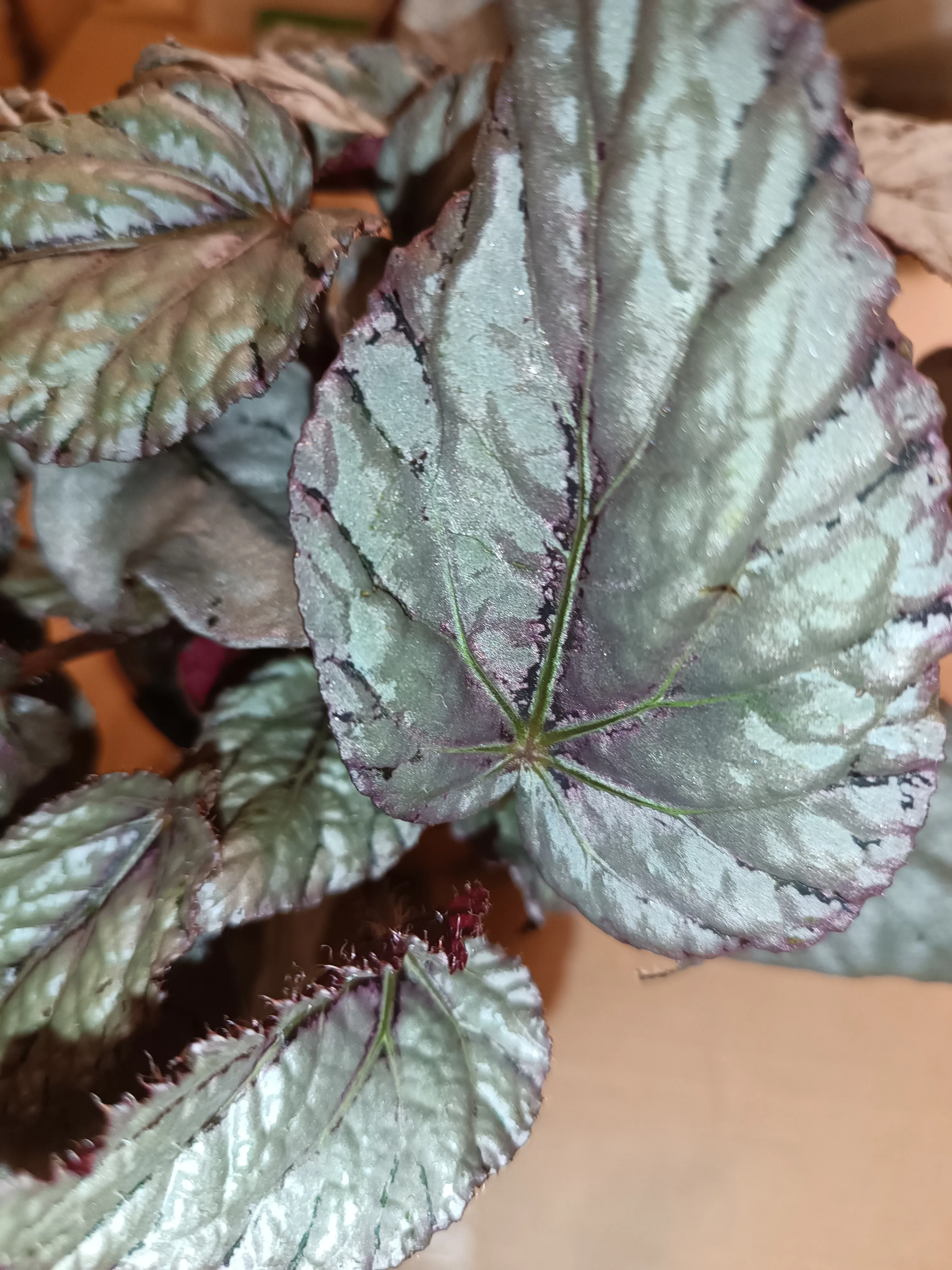 Begonia 'Artic breeze