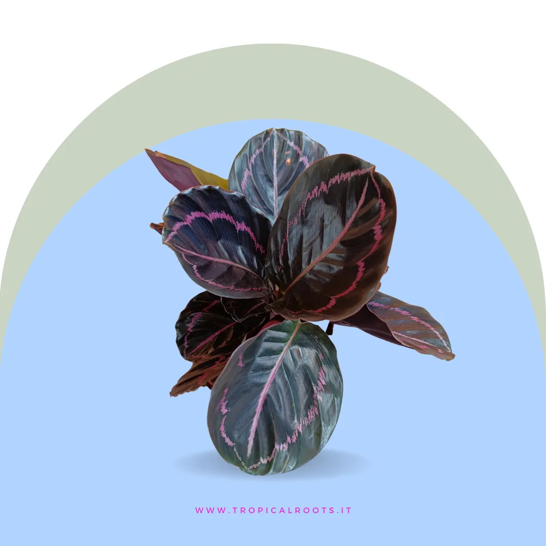 Calathea roseopicta 'Dottie'