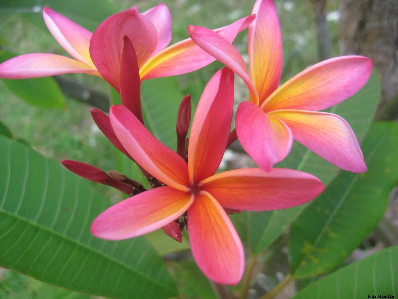 Plumeria rubra