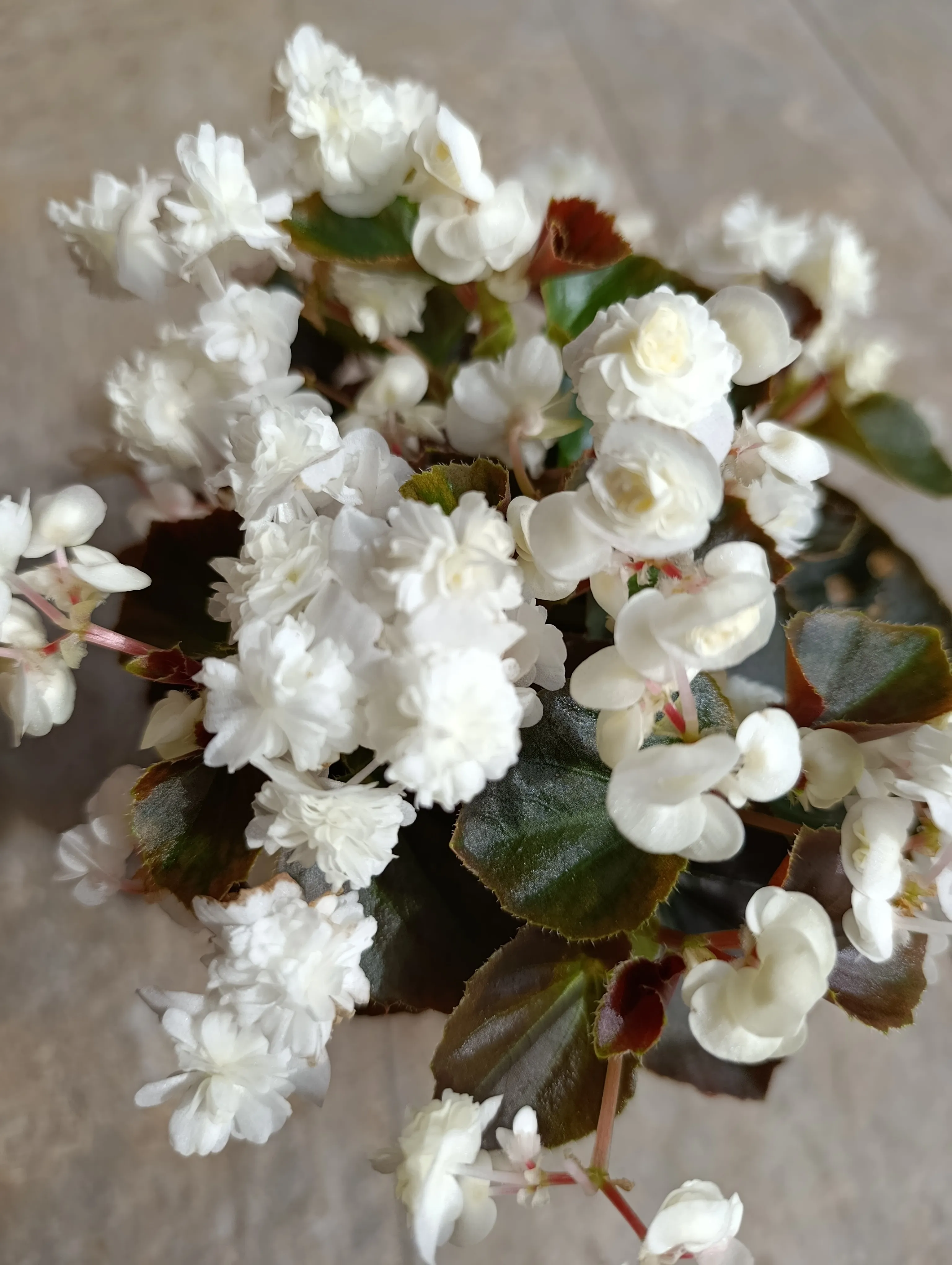 Doublet White Begonia