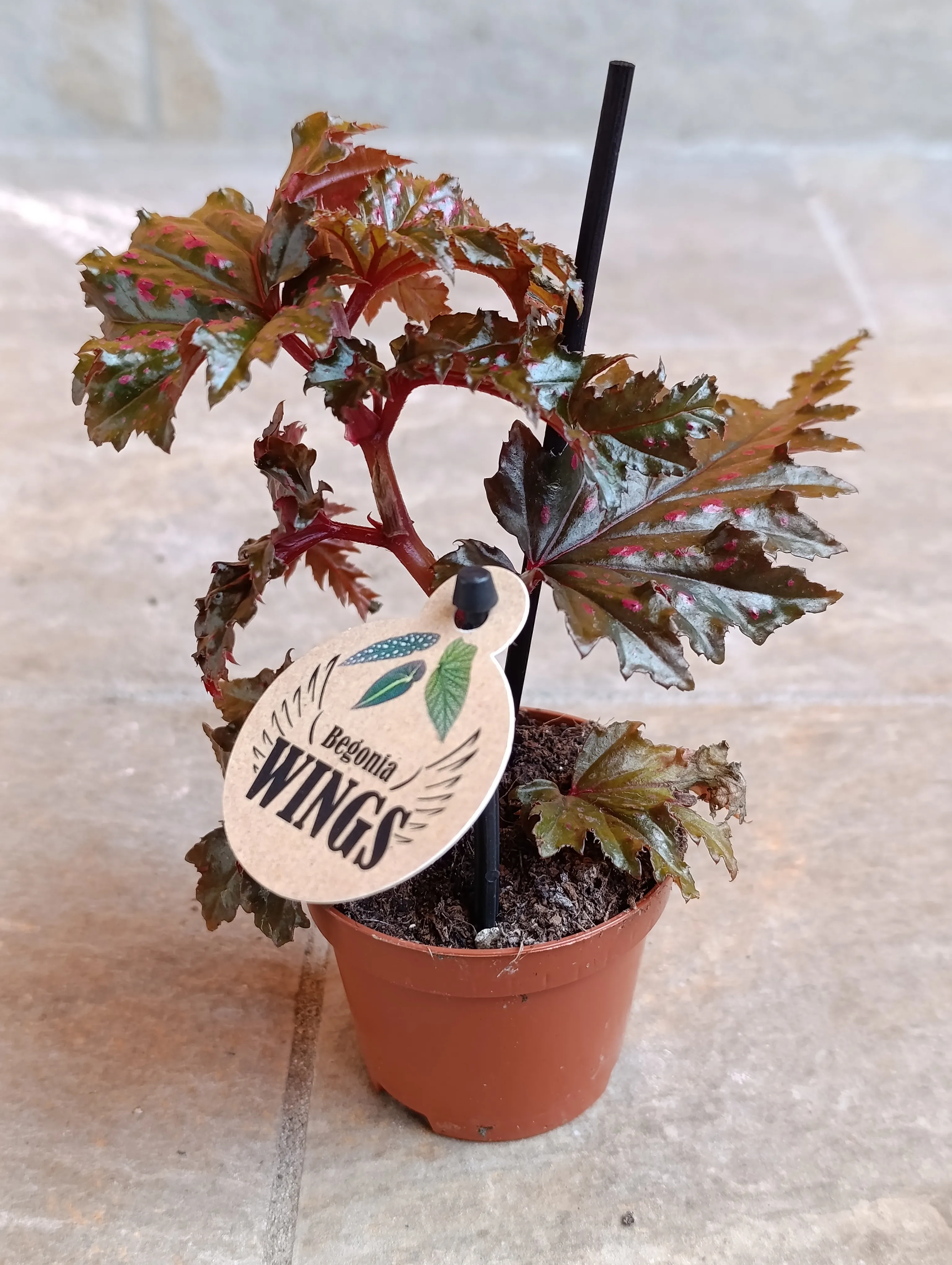 Begonia Serratipetala