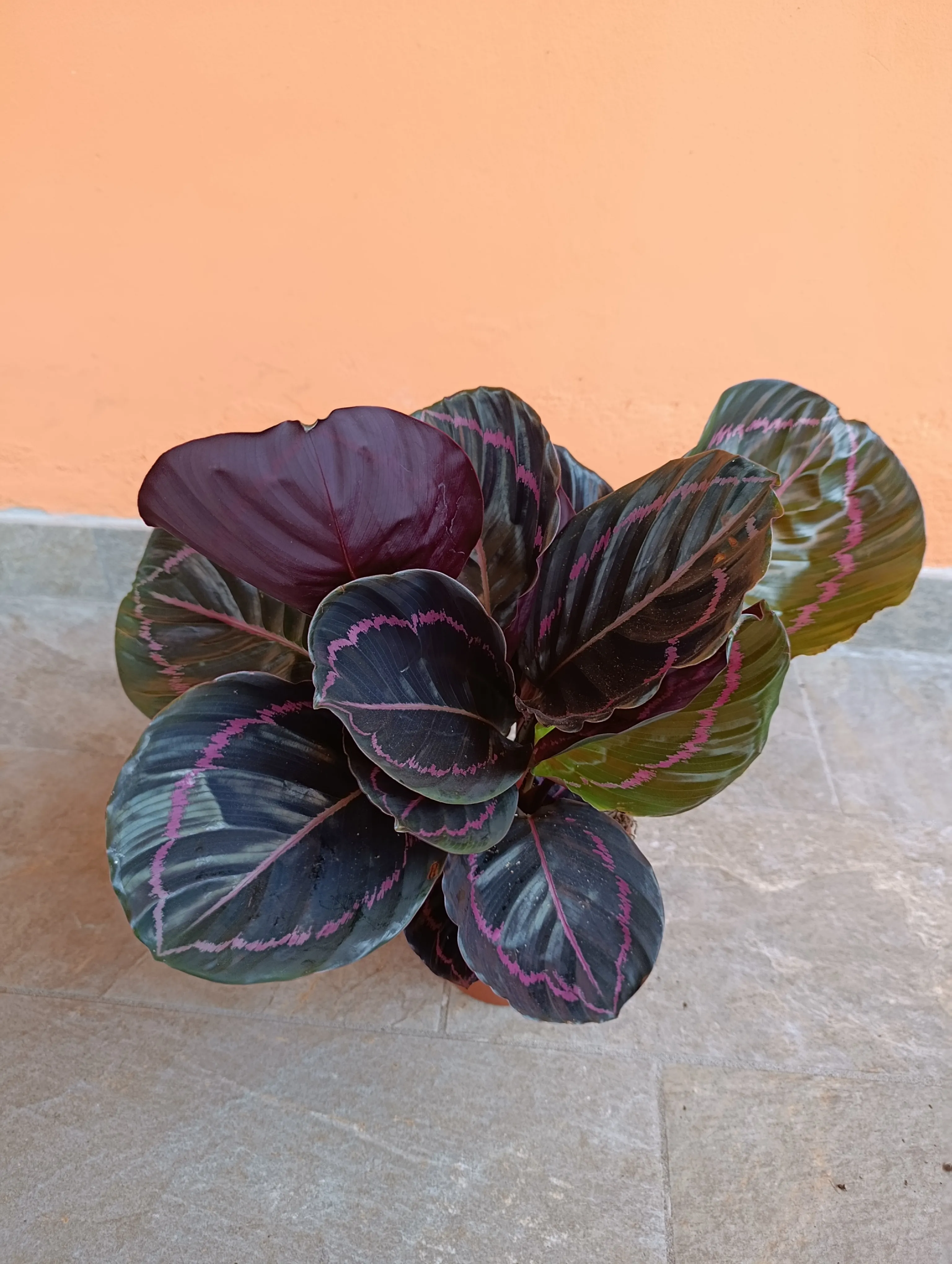 Calathea roseopicta 'Dottie'