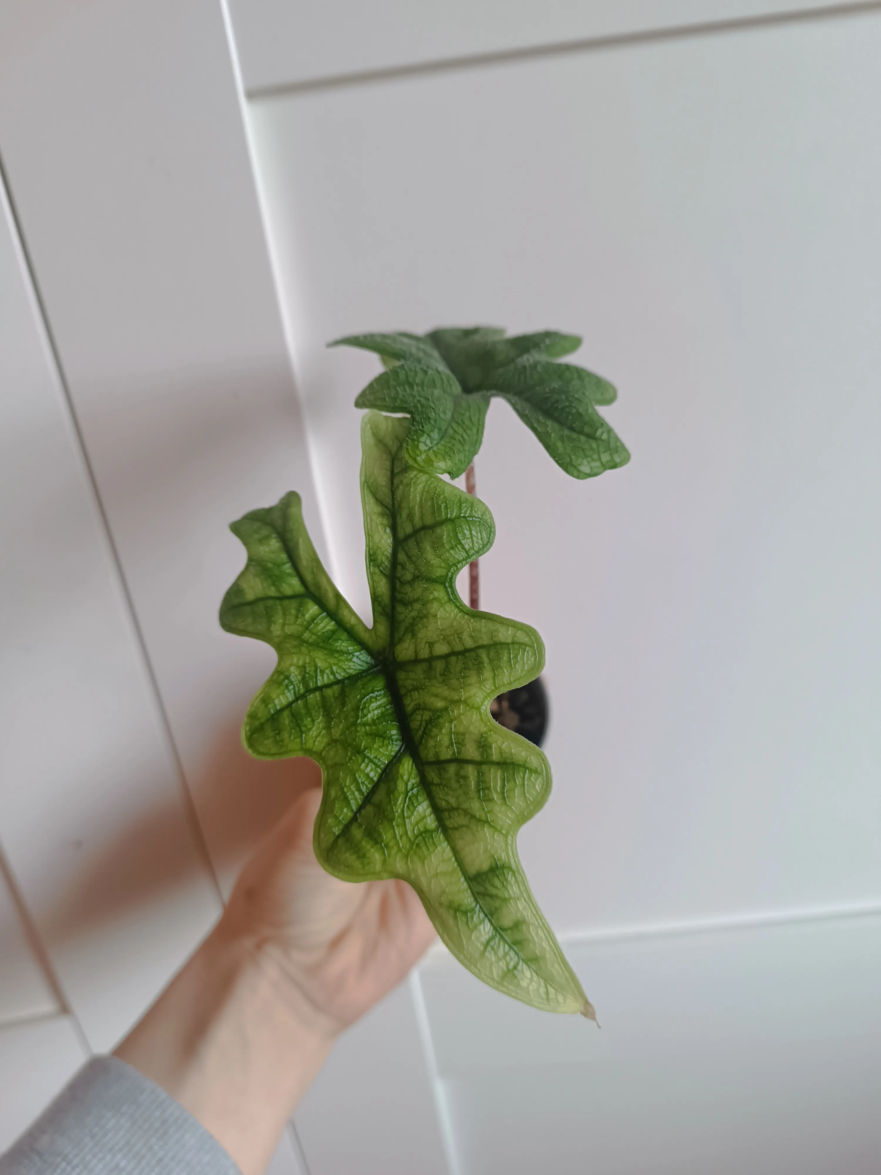 Alocasia Jacklin