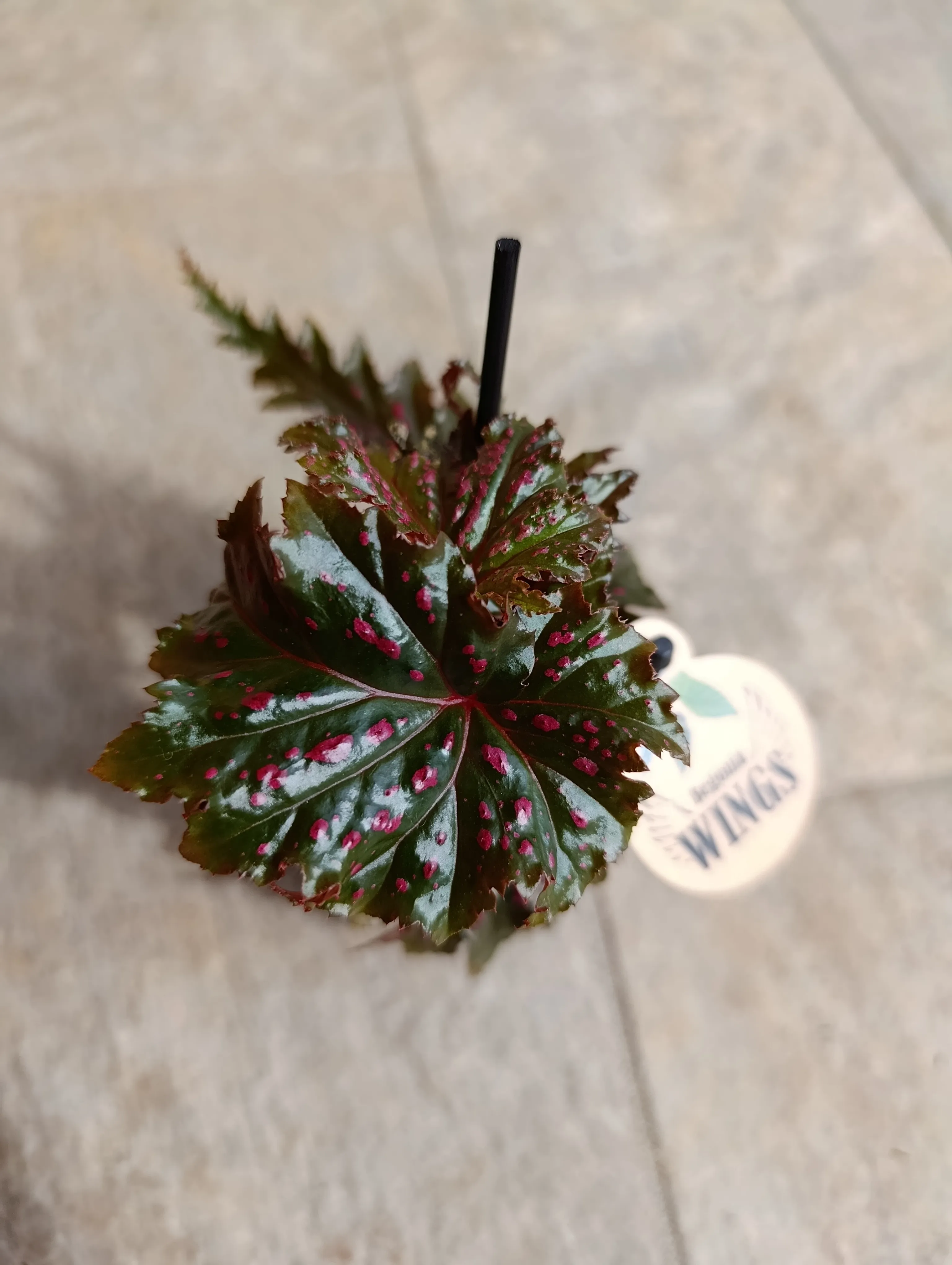 Begonia Serratipetala