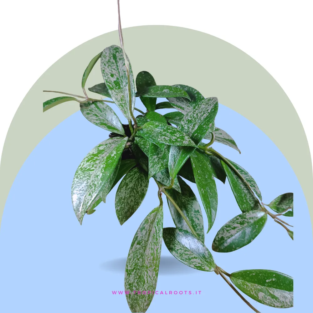 Hoya 'Pubicalyx Silver Spot'