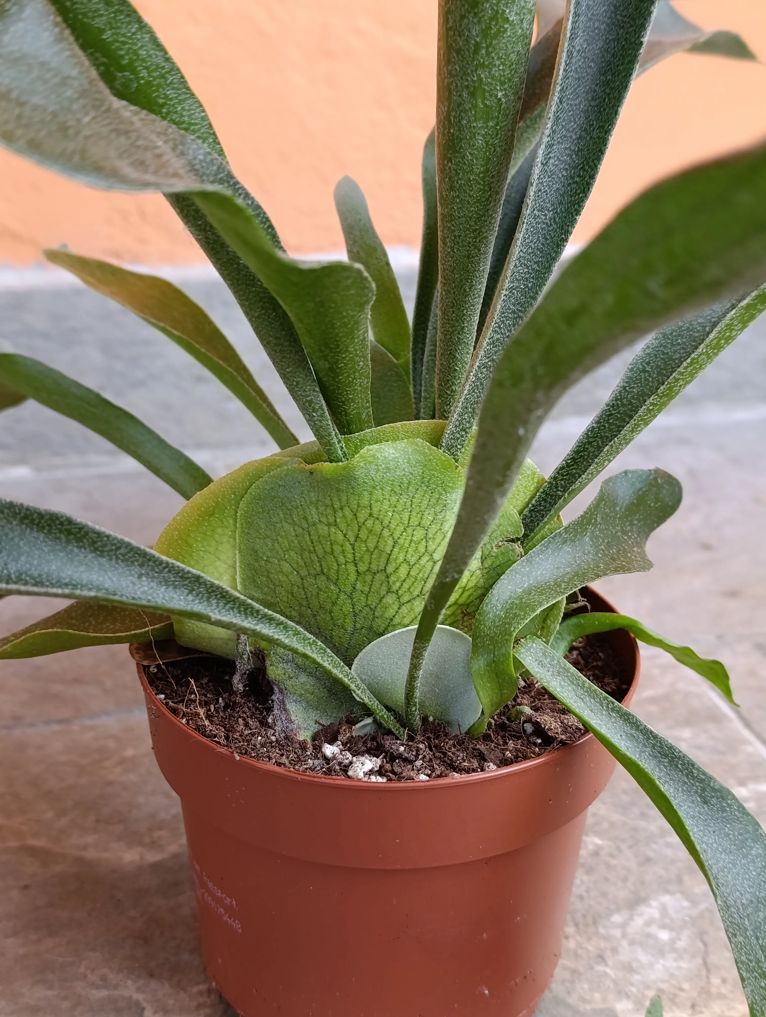 Platycerium Biforcatum