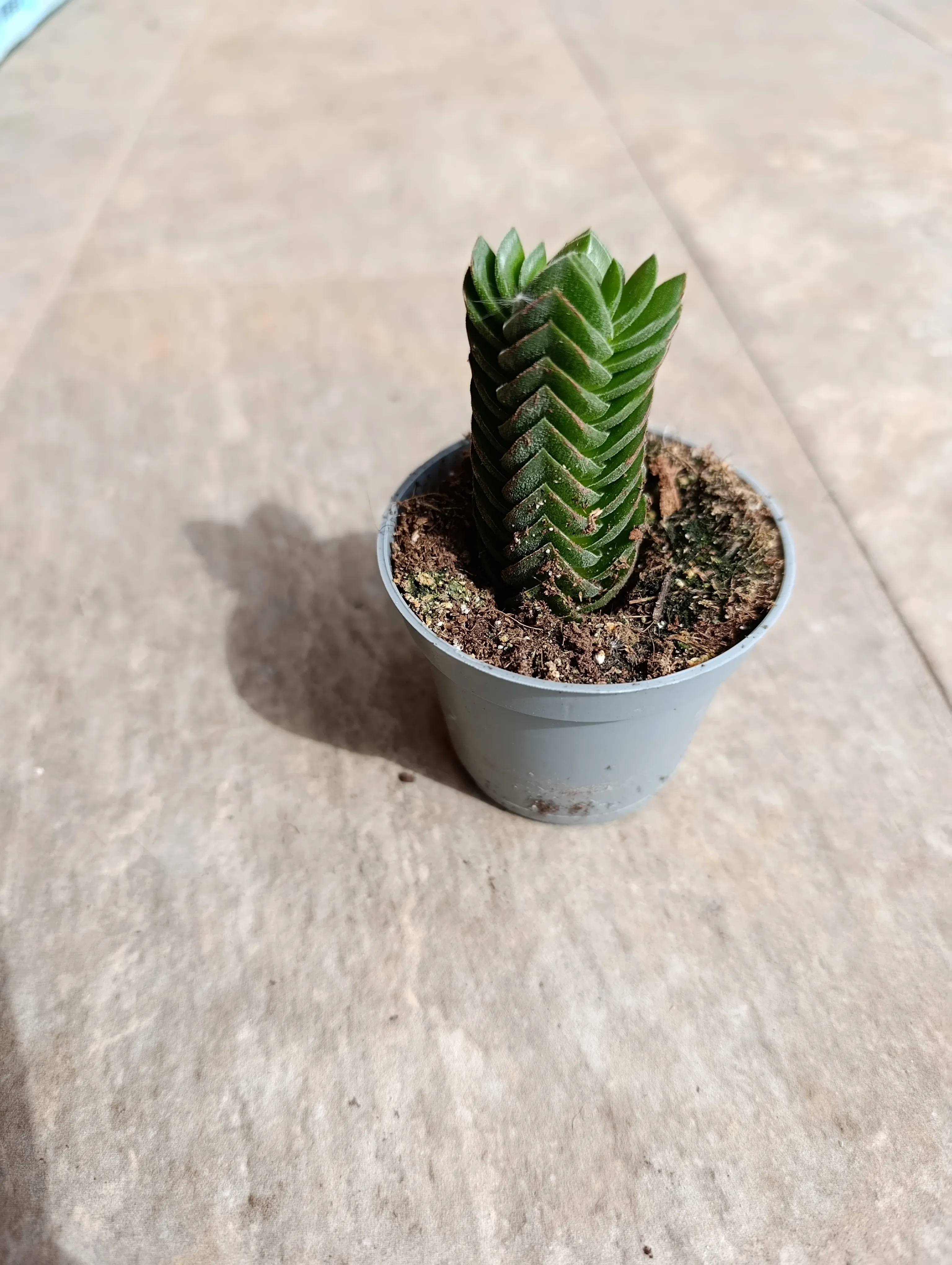 Crassula 'Tempio di Buddha'