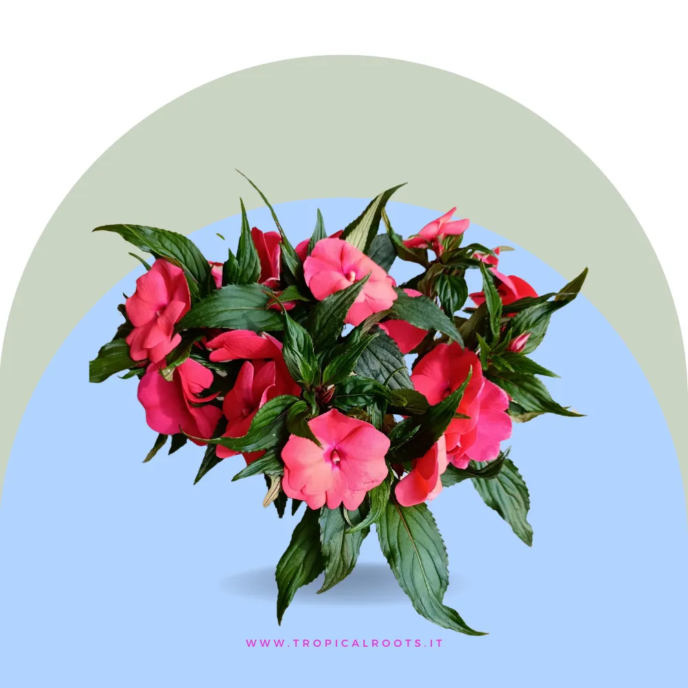 Impatiens Nuova Guinea red